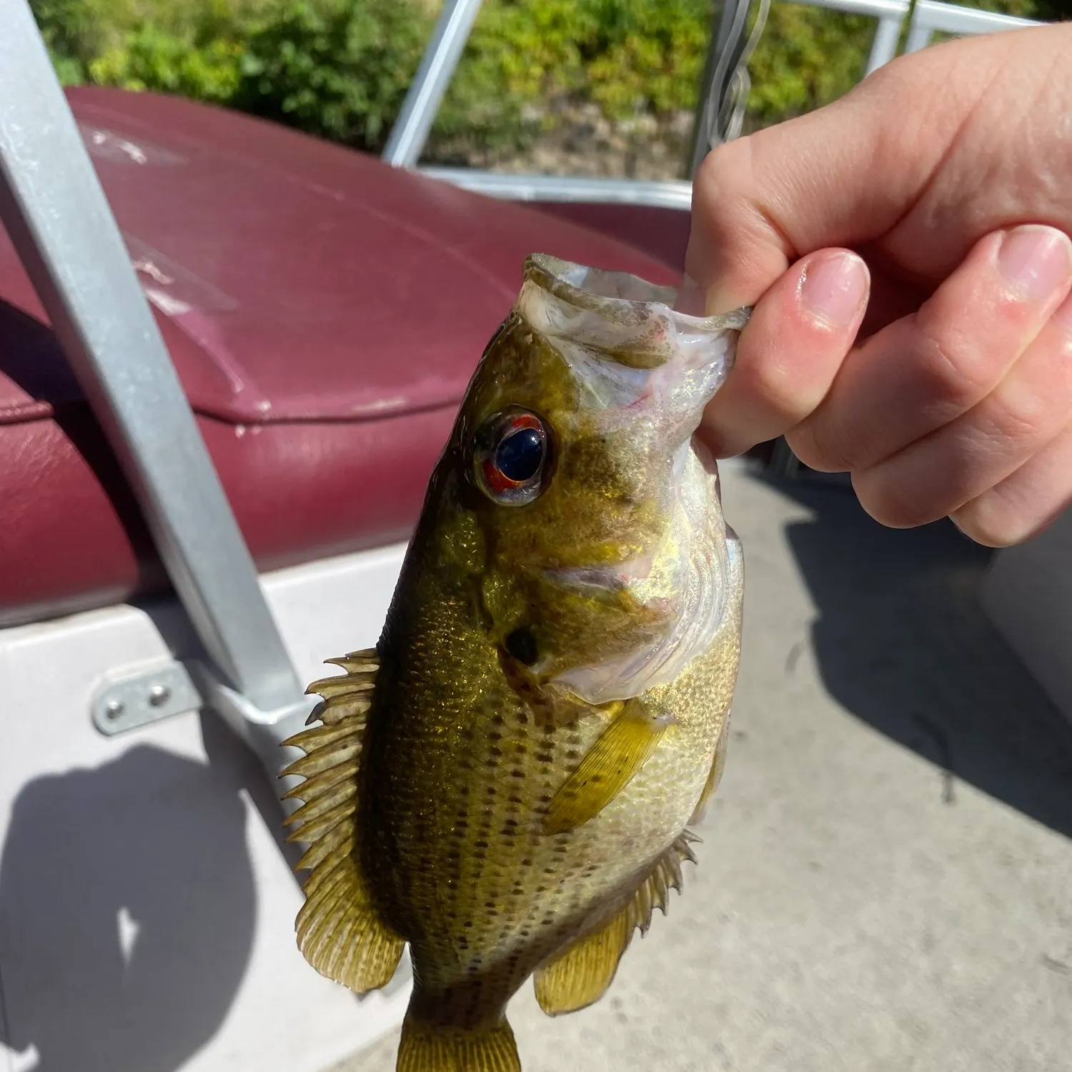 Rock bass caught on Fishbrain