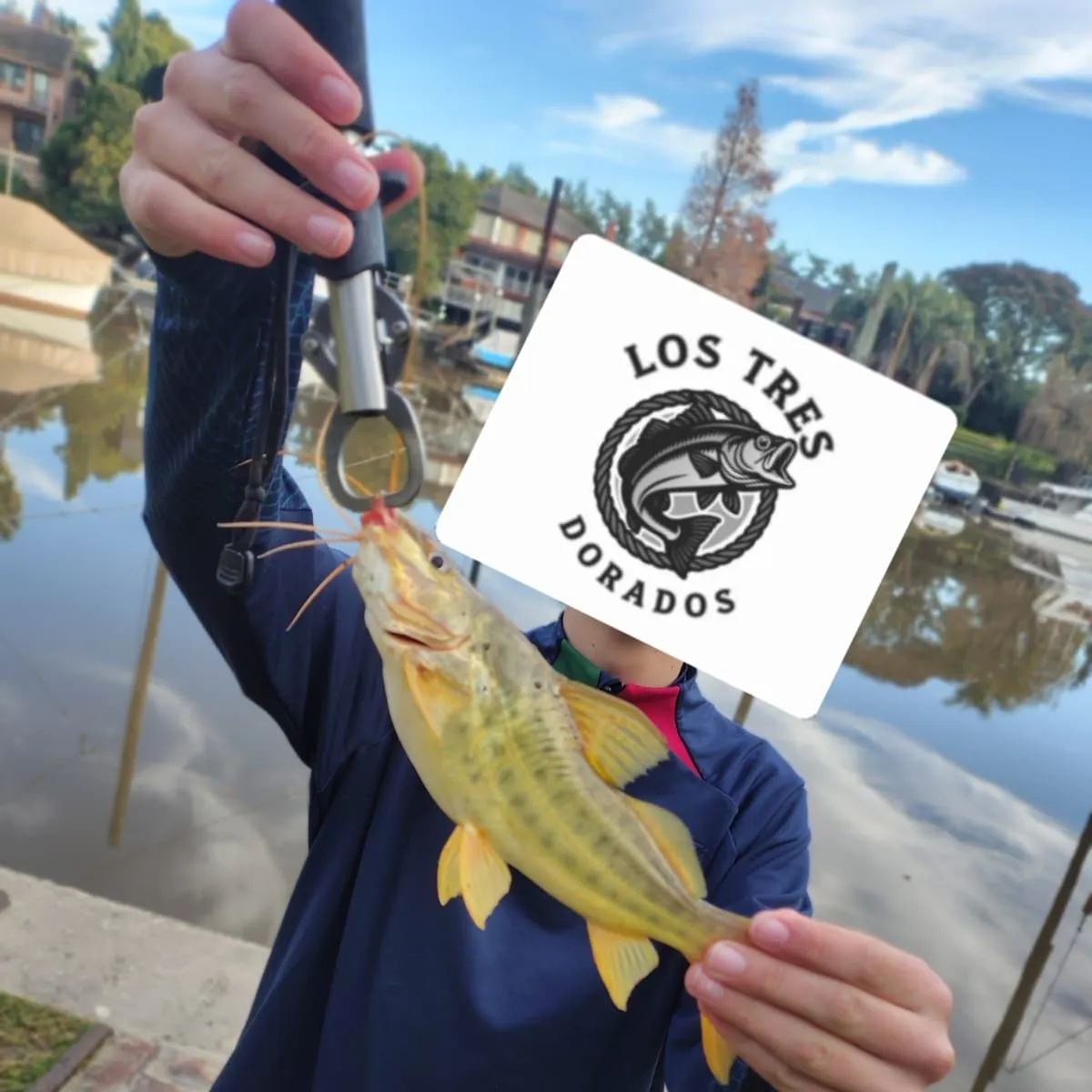 The most recent Spotted pimelodus catches on Fishbrain