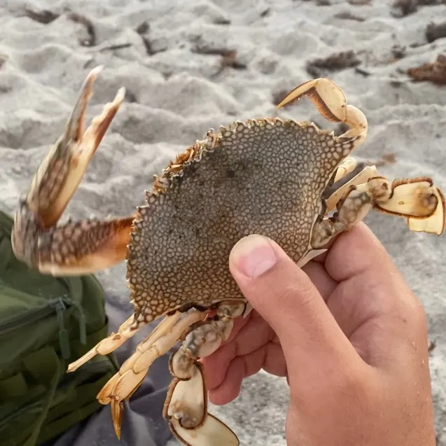 The most recent Blotched swimming crab catches on Fishbrain