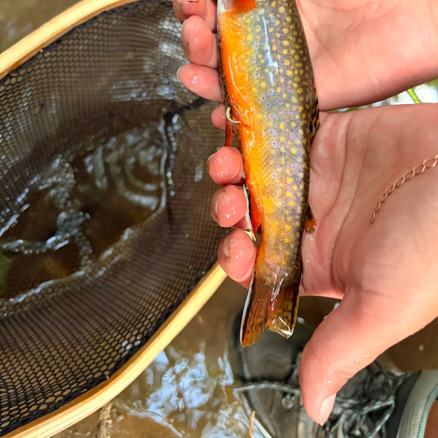 The most recent Brook trout catches on Fishbrain