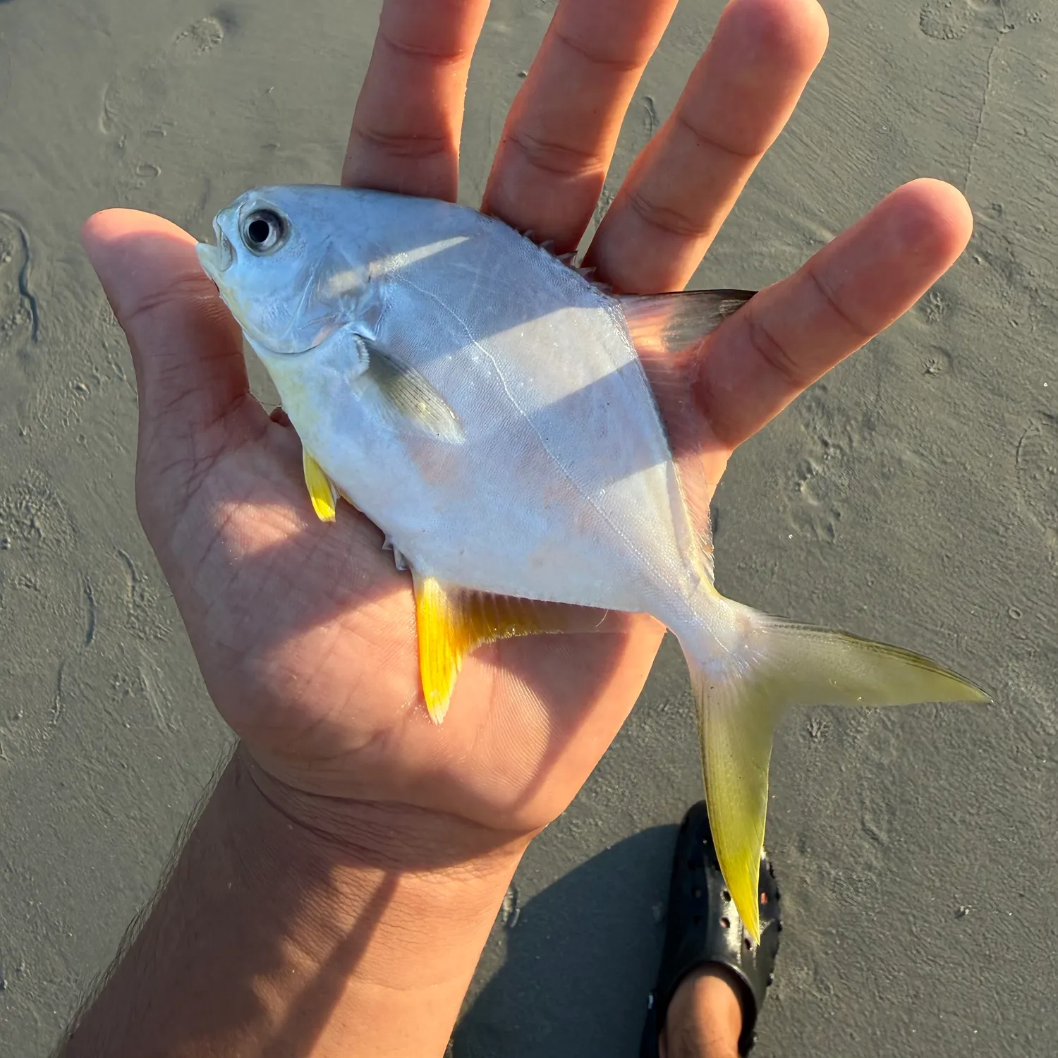 Florida pompano caught on Fishbrain