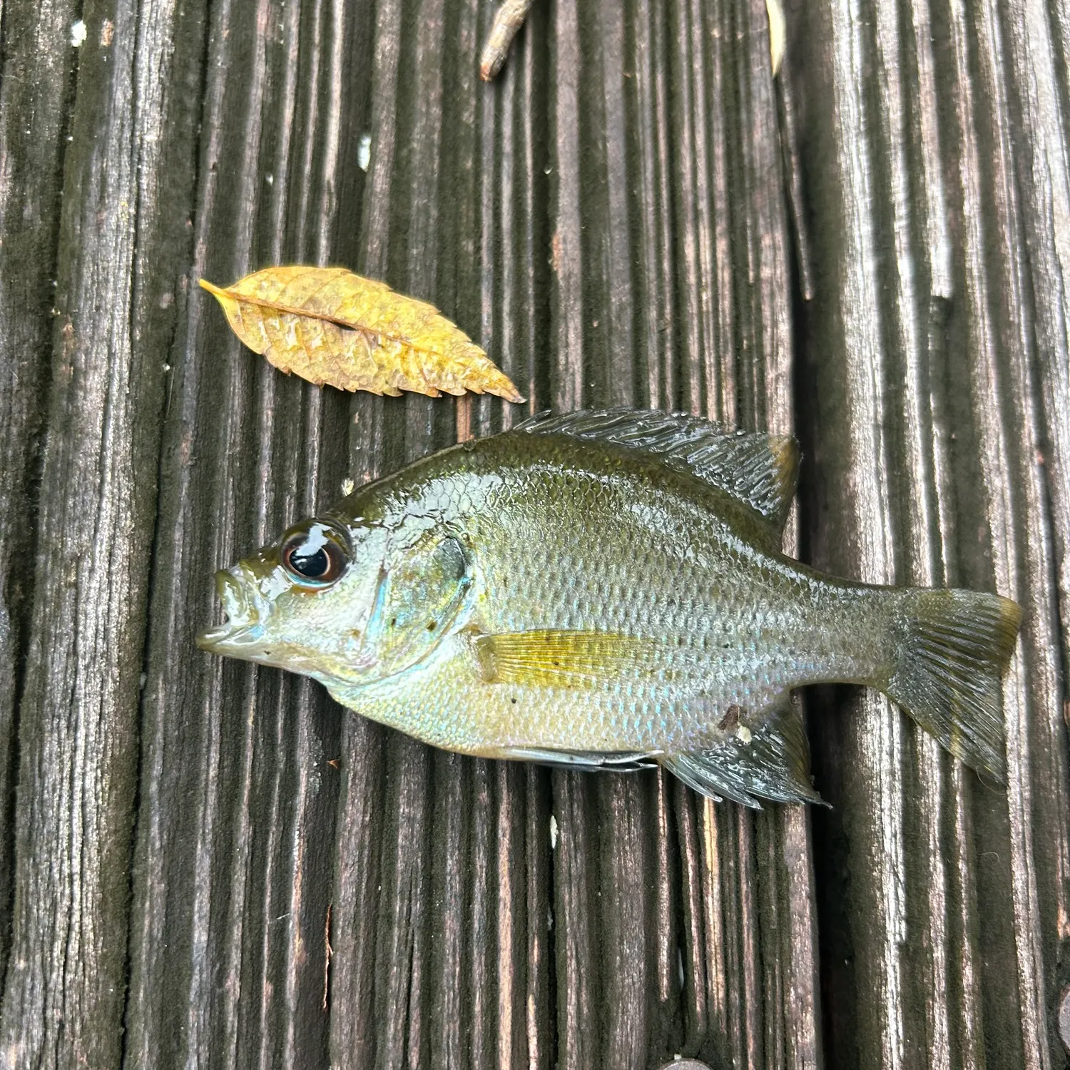 The most recent Spotted sunfish catches on Fishbrain