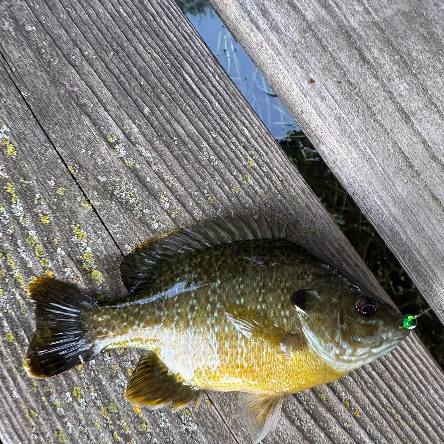 Greengill hybrid caught on Fishbrain