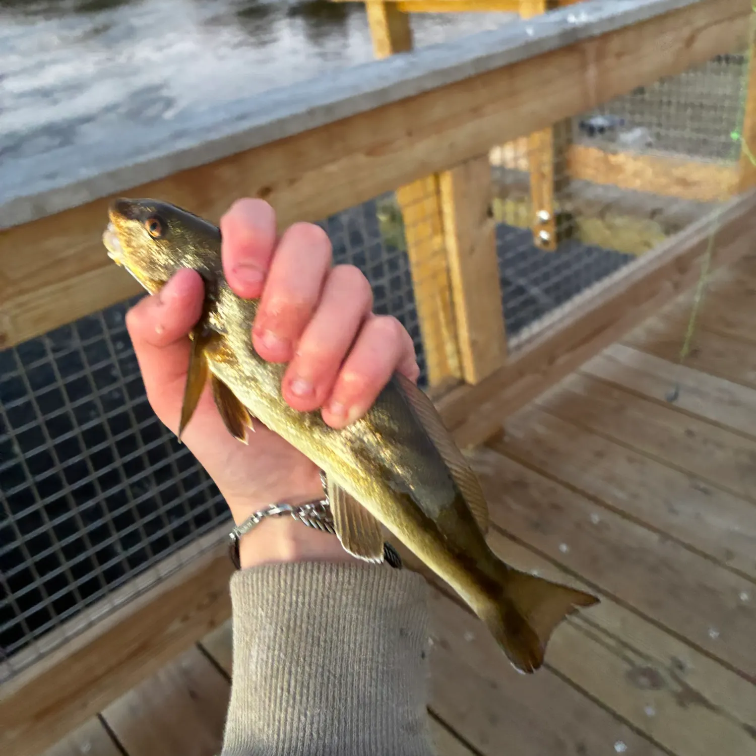 Northern kingcroaker caught on Fishbrain