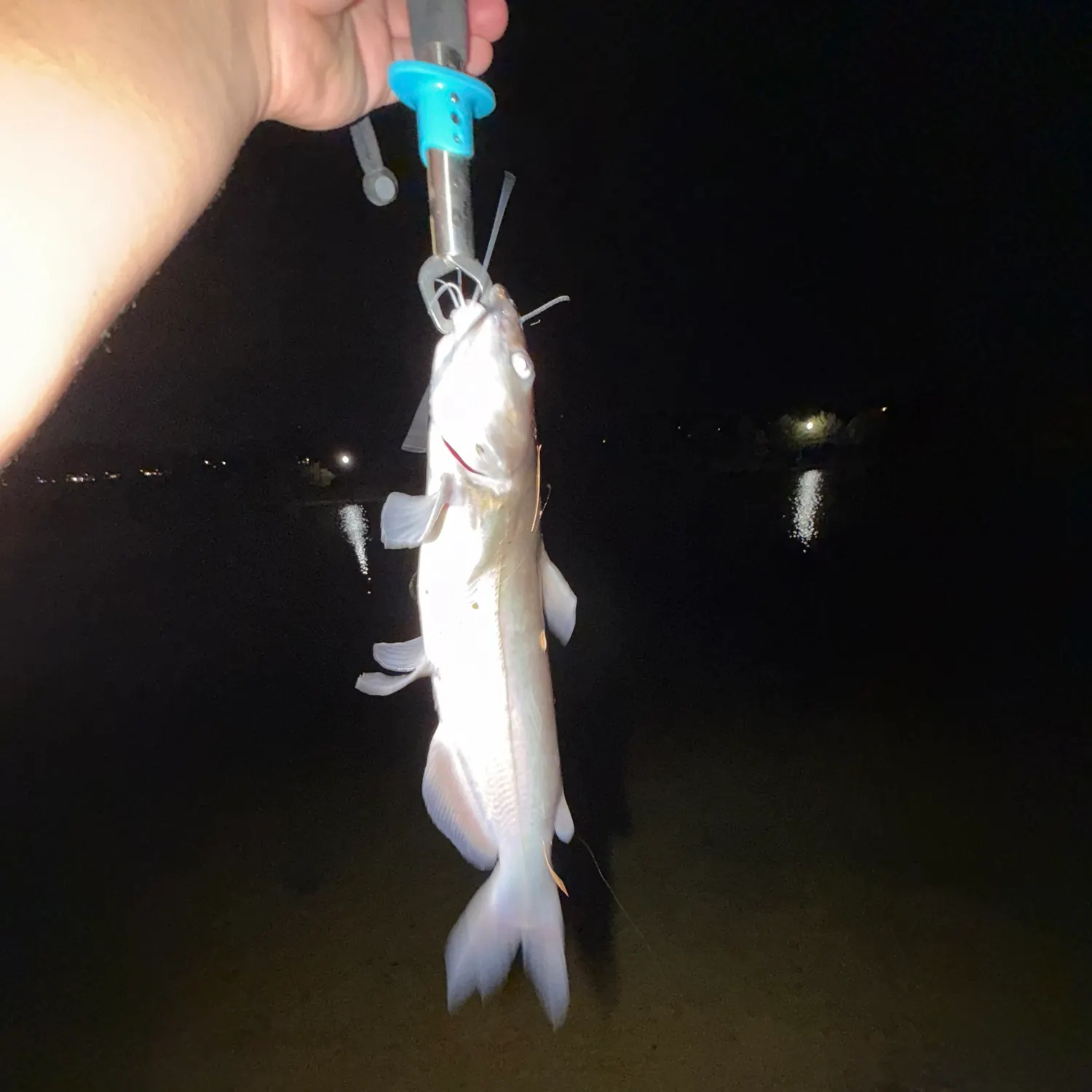 Channel catfish caught on Fishbrain