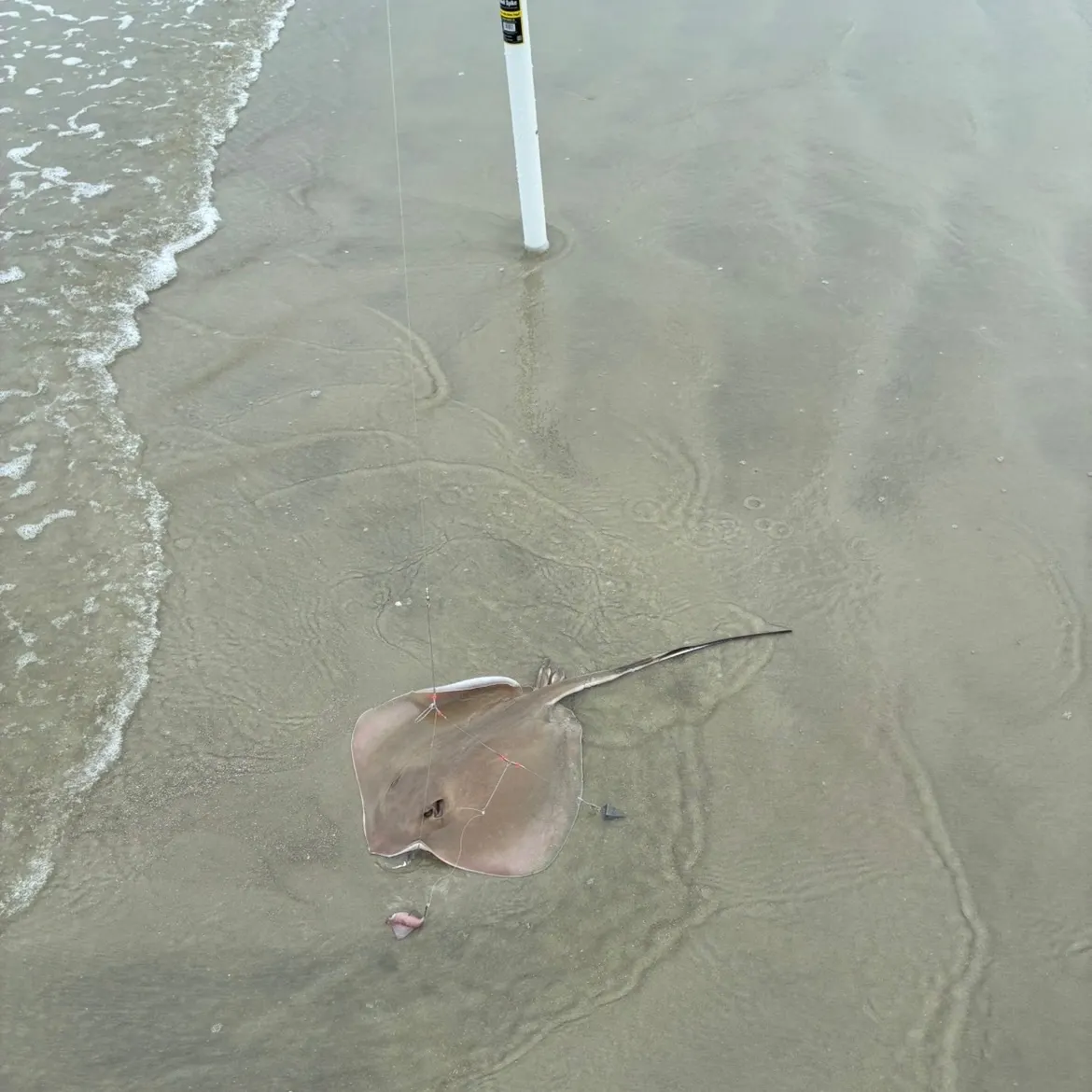 Atlantic stingray caught on Fishbrain