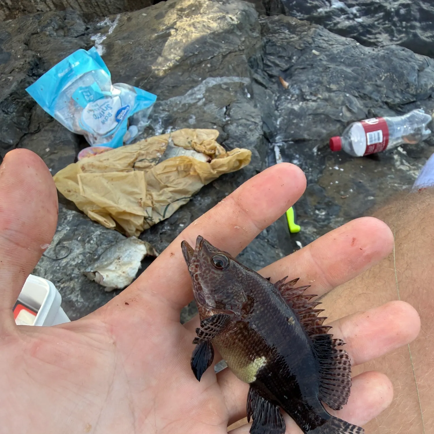 The most recent Belted sandfish catches on Fishbrain