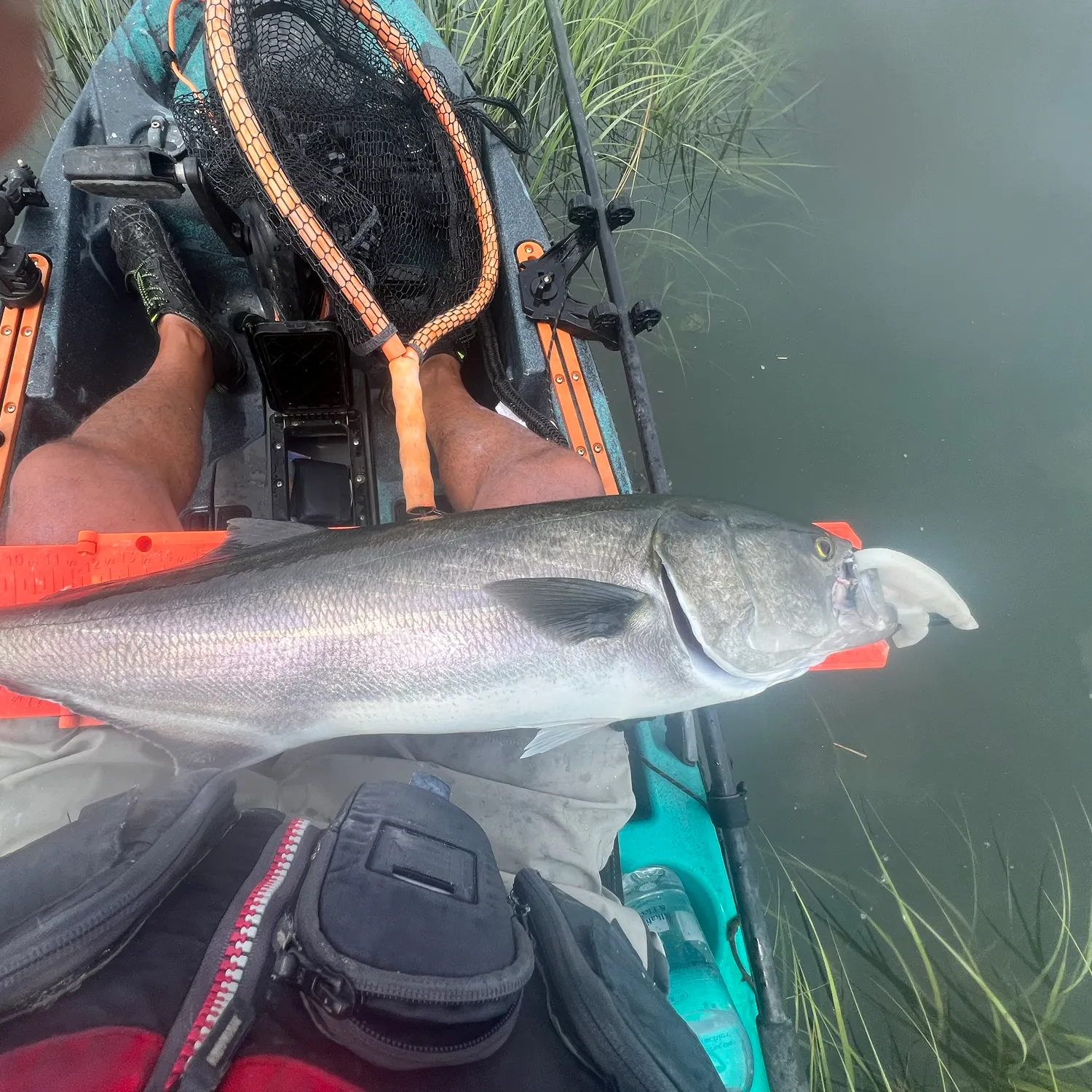 The most recent Bluefish catches on Fishbrain