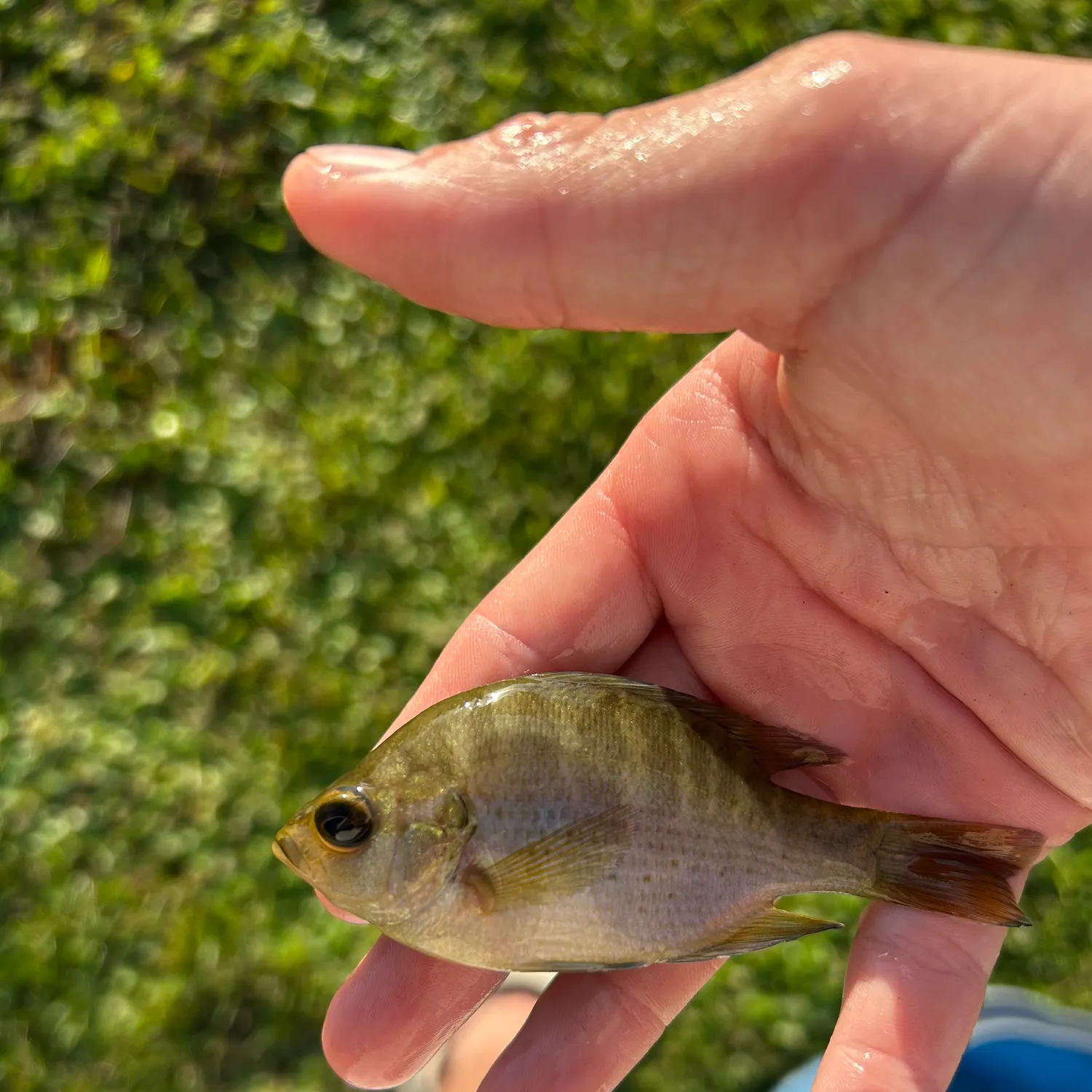 The most recent Spotted sunfish catches on Fishbrain