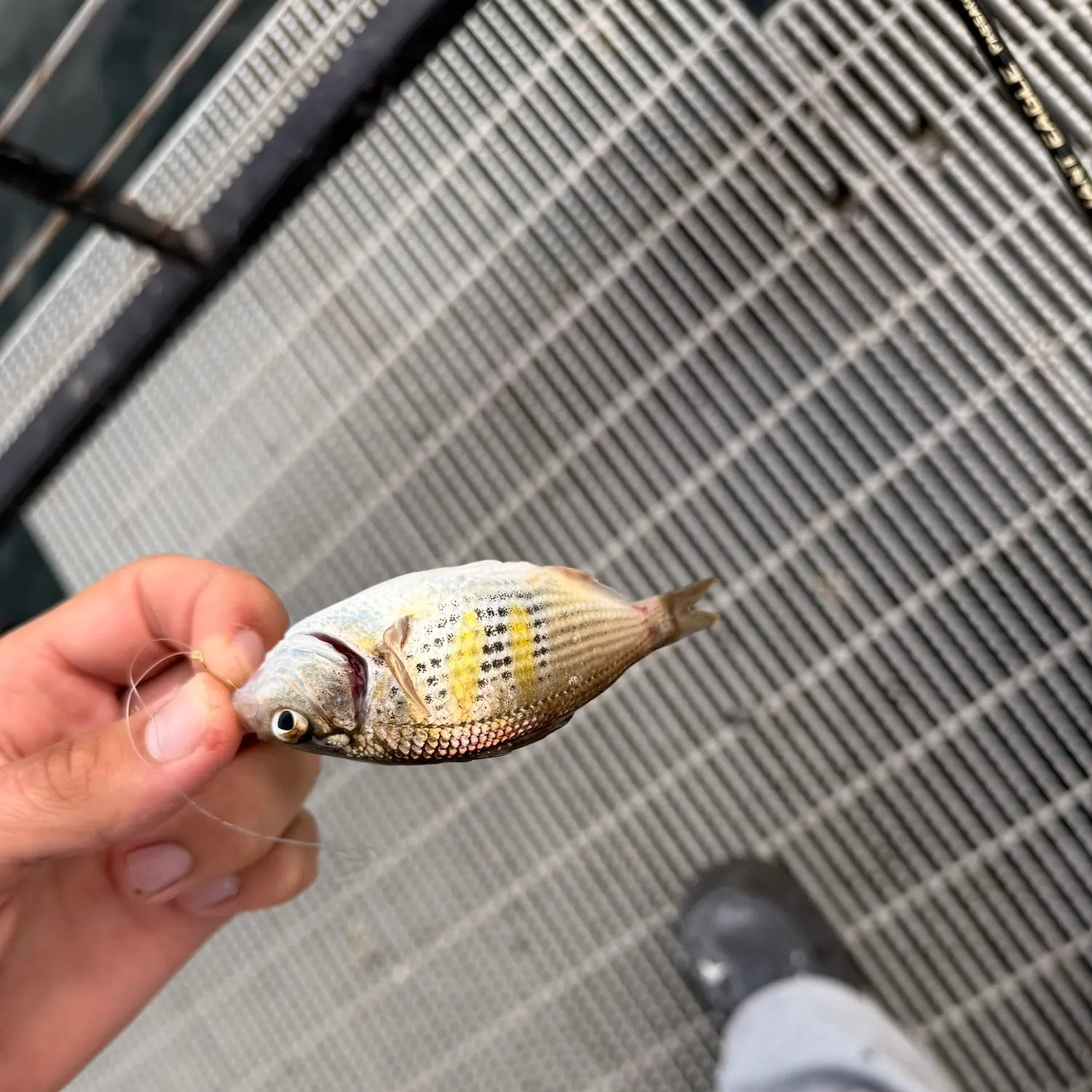 The most recent White seaperch catches on Fishbrain