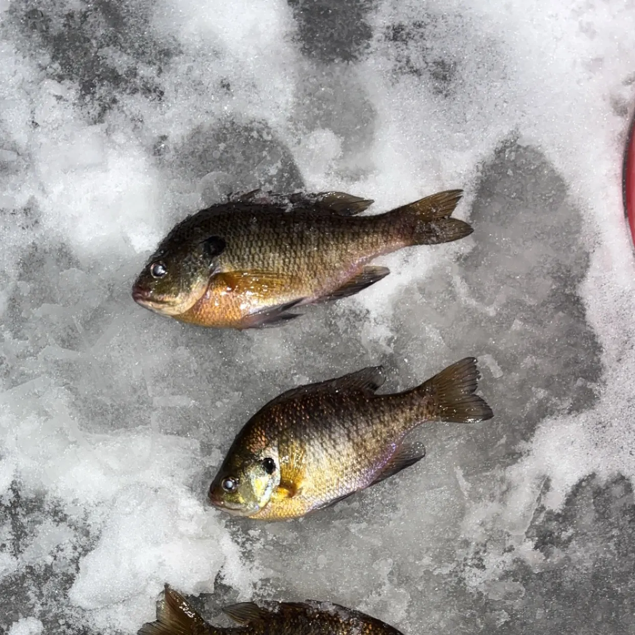 The most recent Pumpkinseed catches on Fishbrain