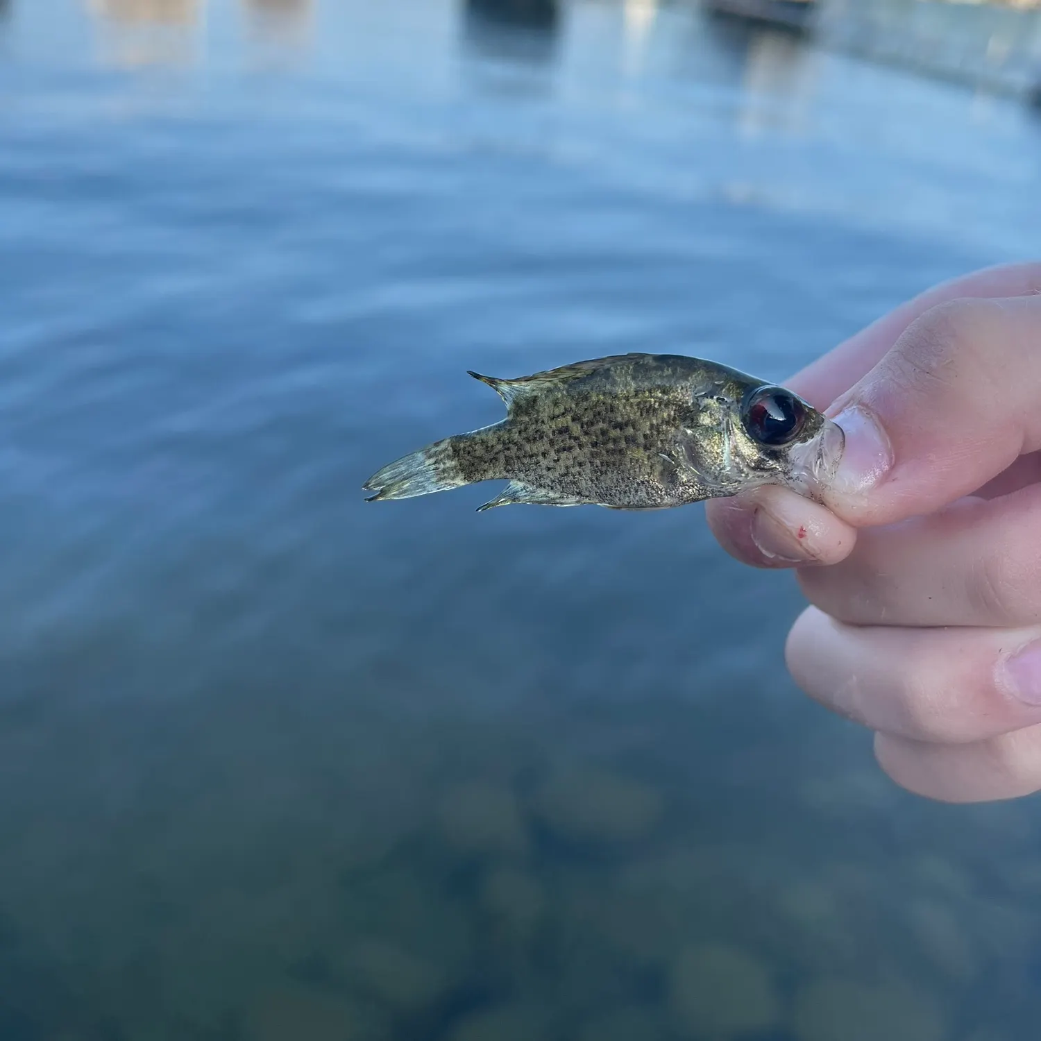 Rock bass caught on Fishbrain