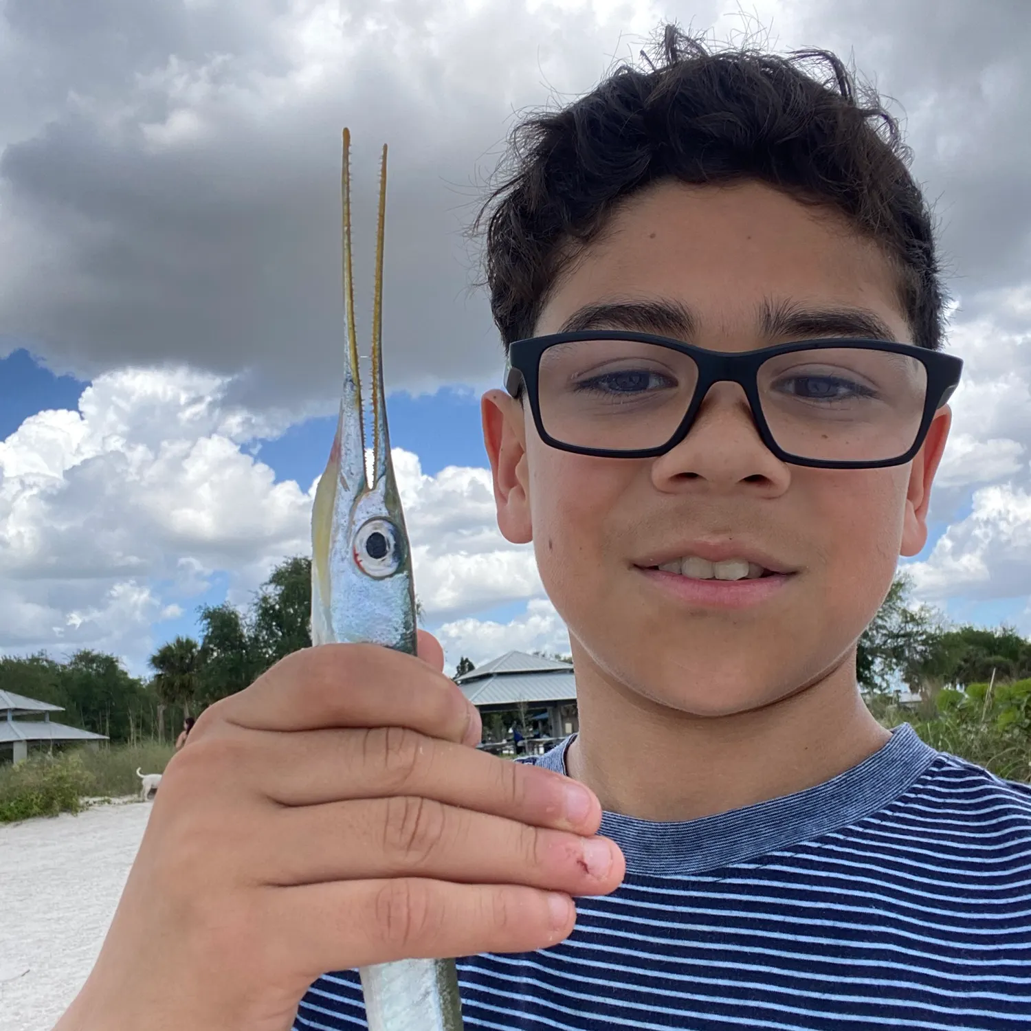 The most recent Flat needlefish catches on Fishbrain