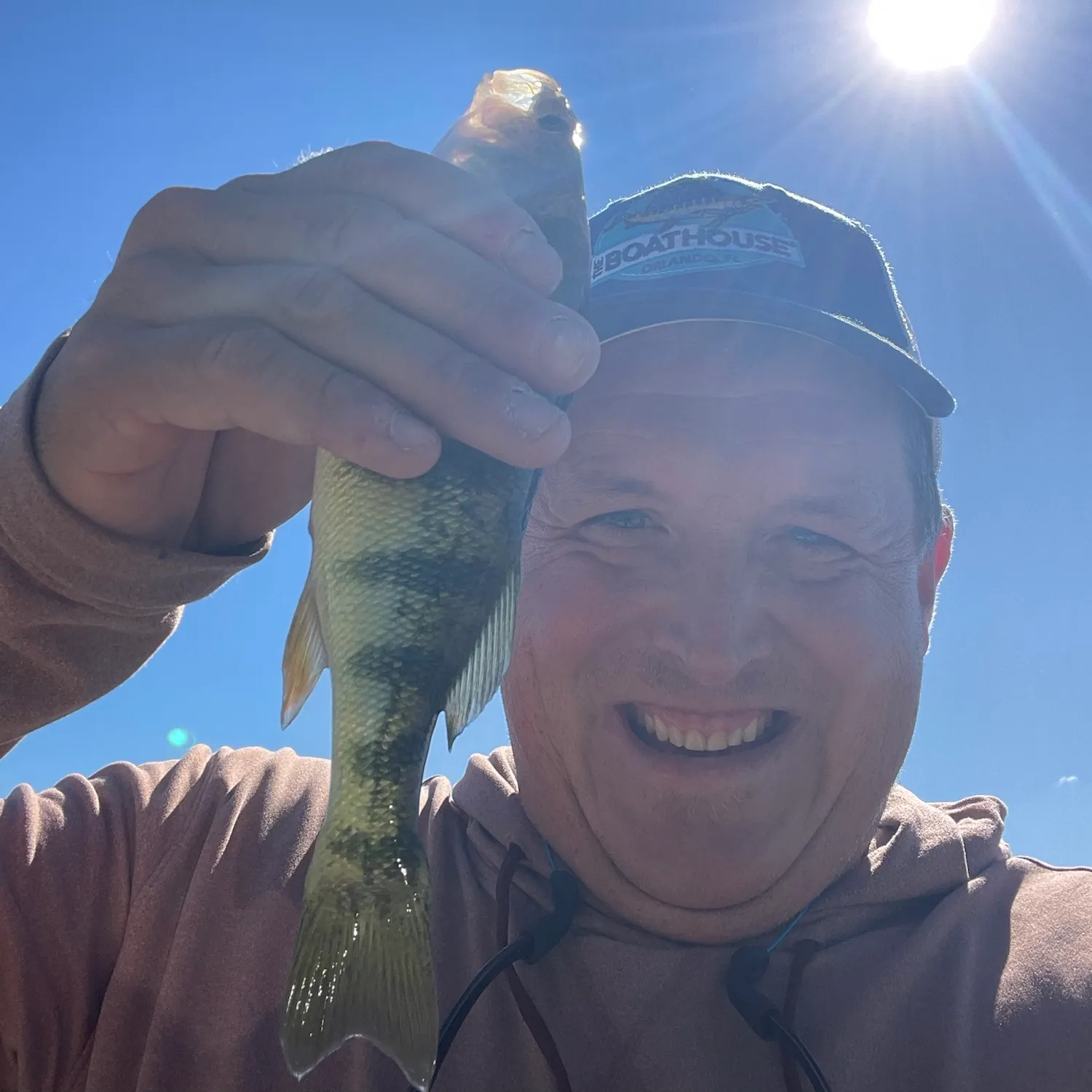 Yellow perch caught on Fishbrain