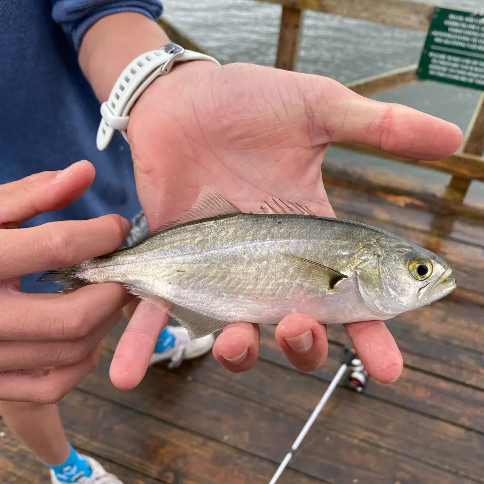 angler catch