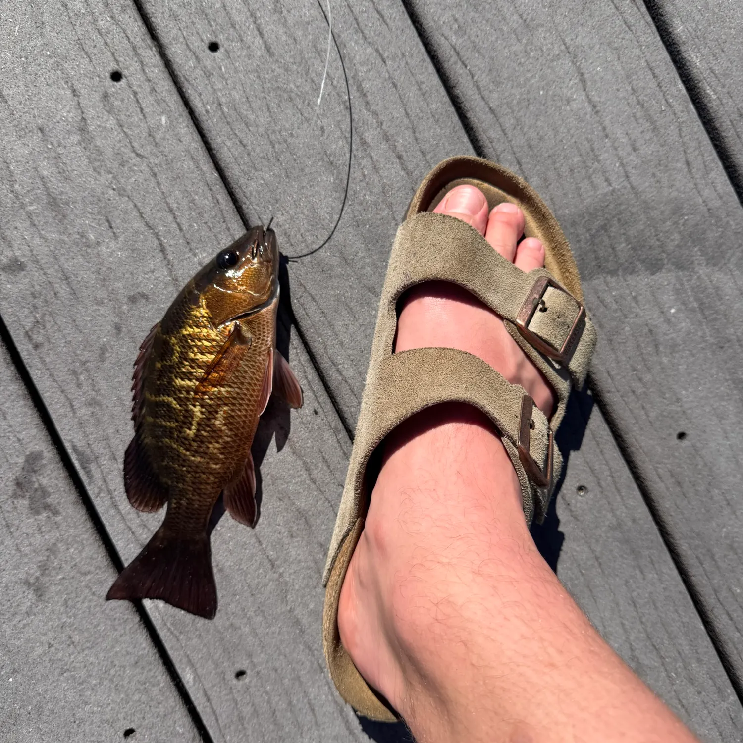 Mangrove snapper caught on Fishbrain
