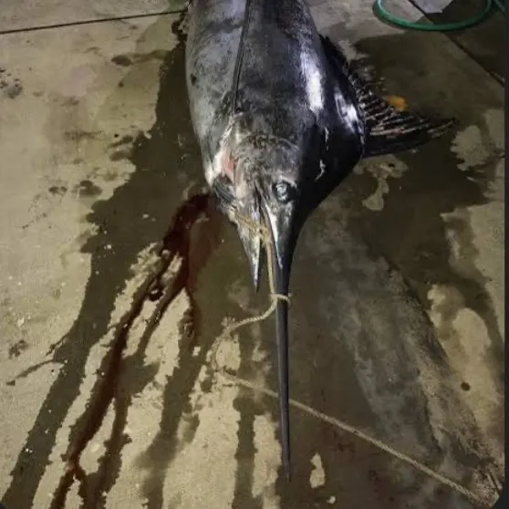 The most recent Black marlin catches on Fishbrain