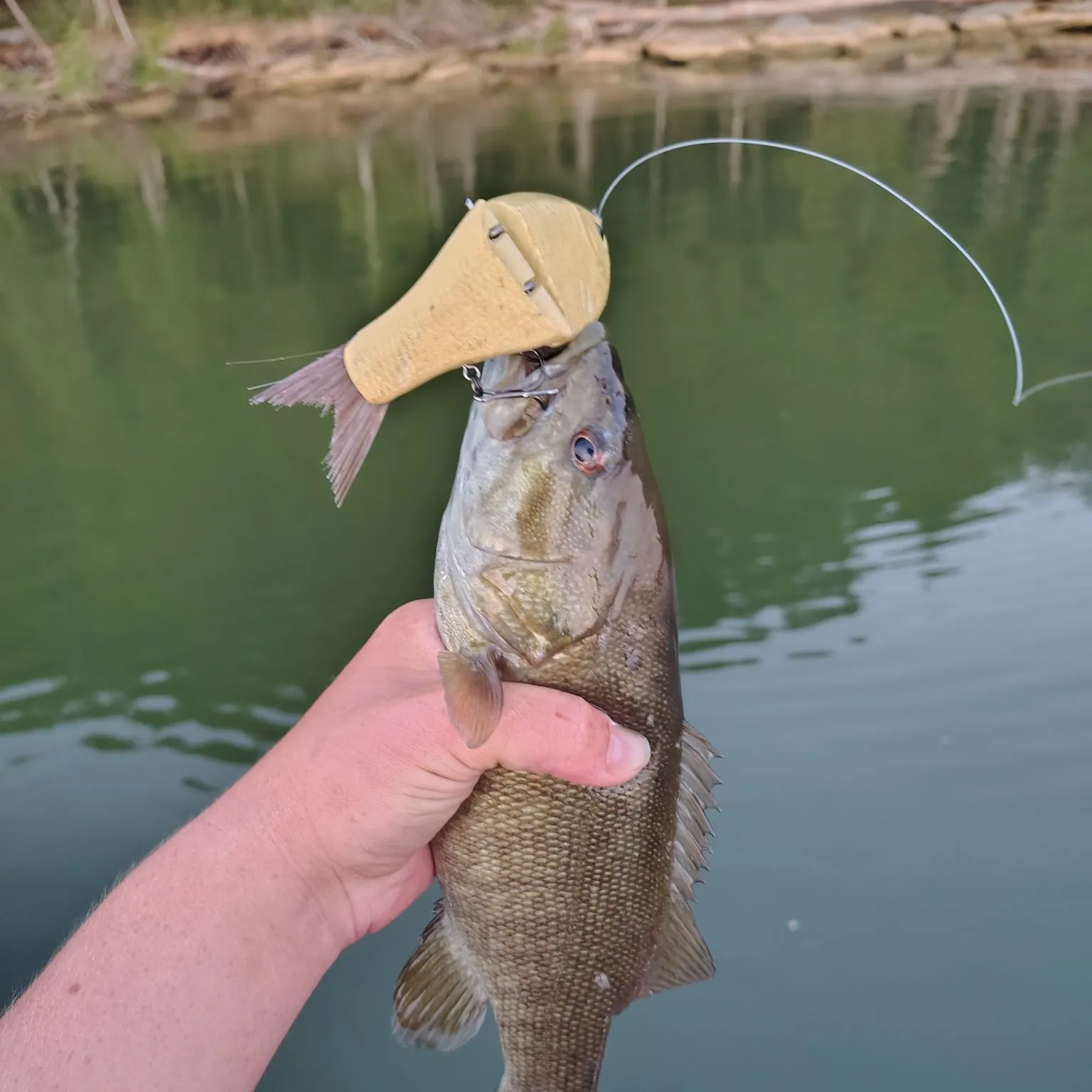 Smallmouth bass caught on Fishbrain