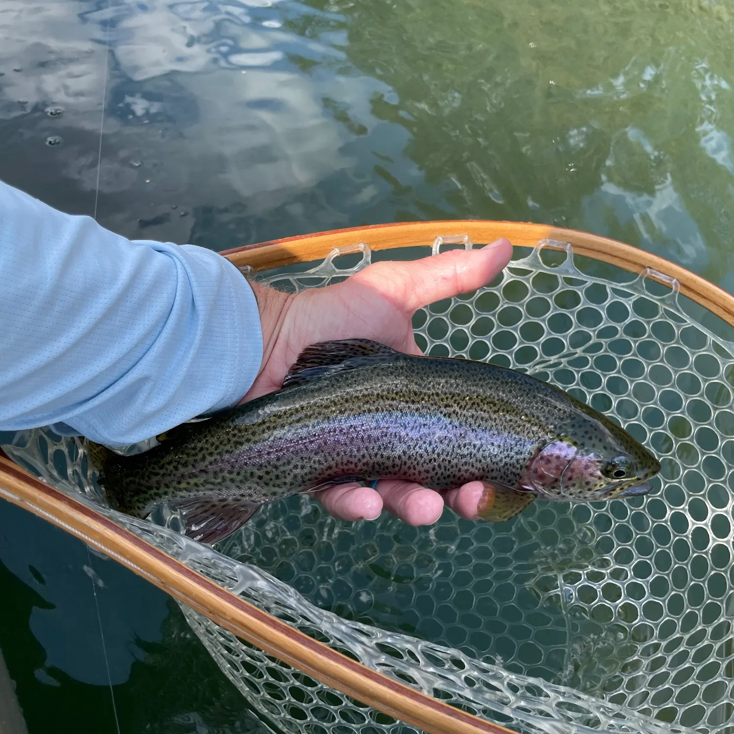 Rainbow trout caught on Fishbrain