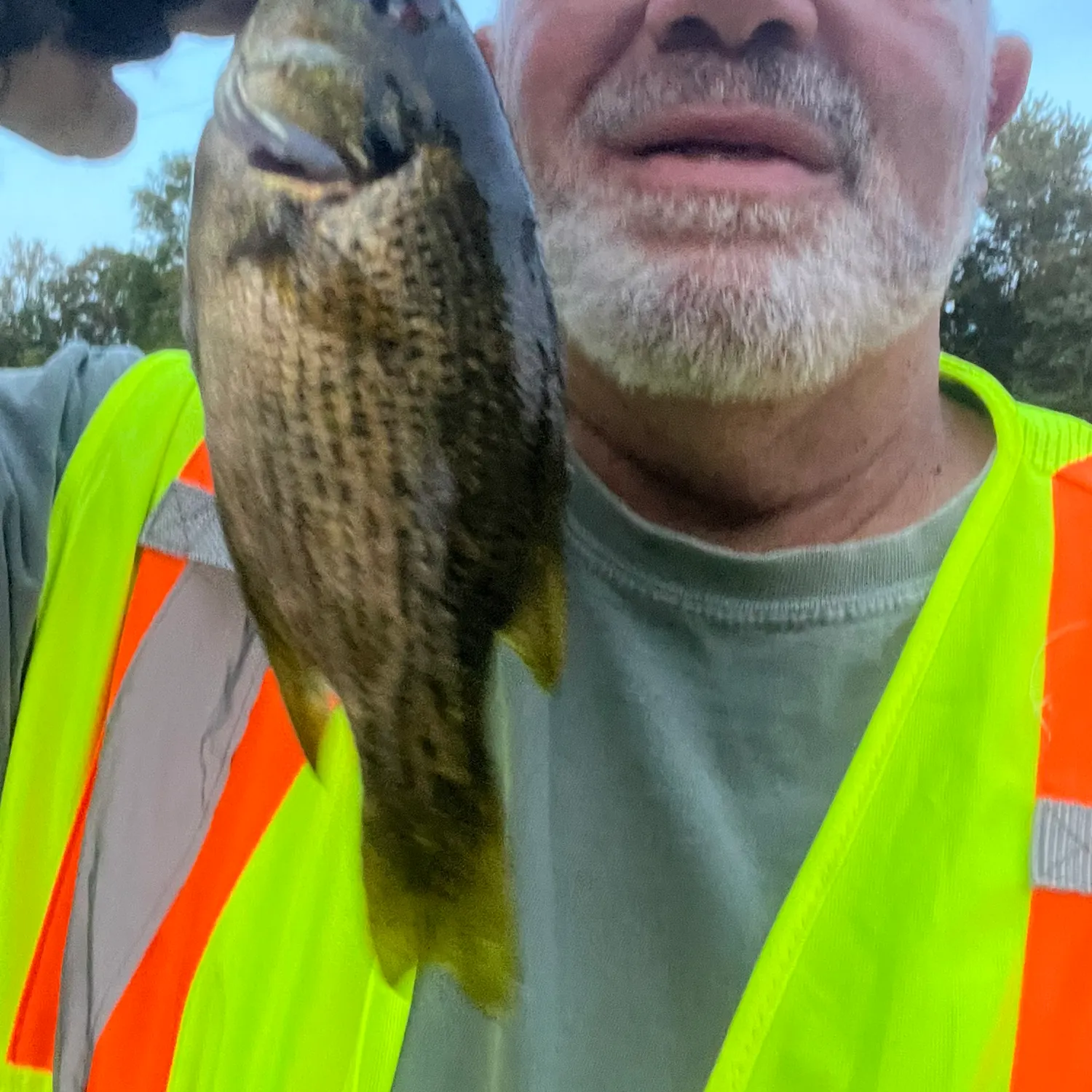 Rock bass caught on Fishbrain