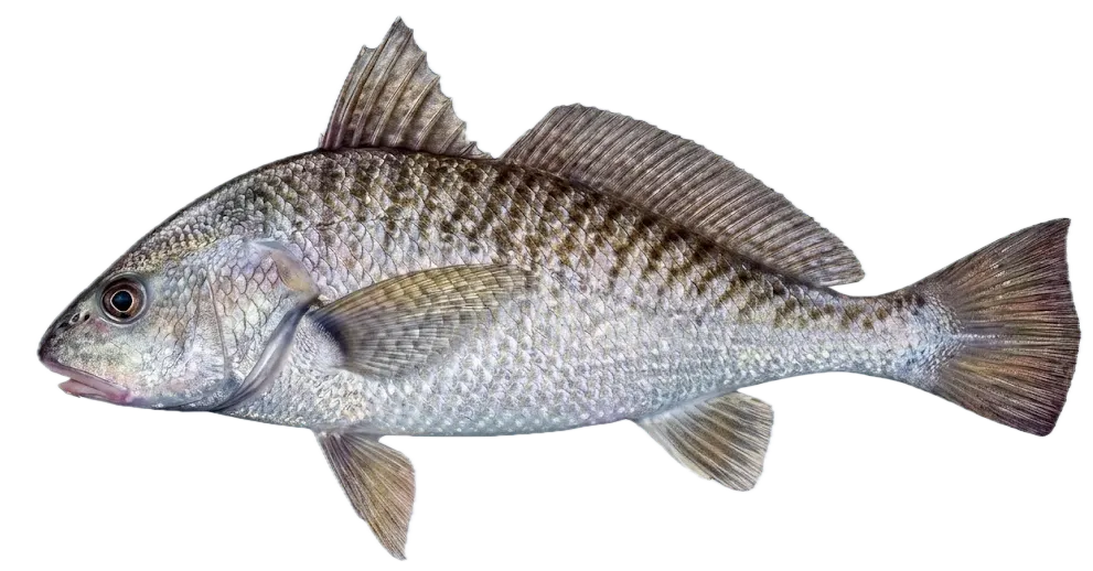 Atlantic croaker