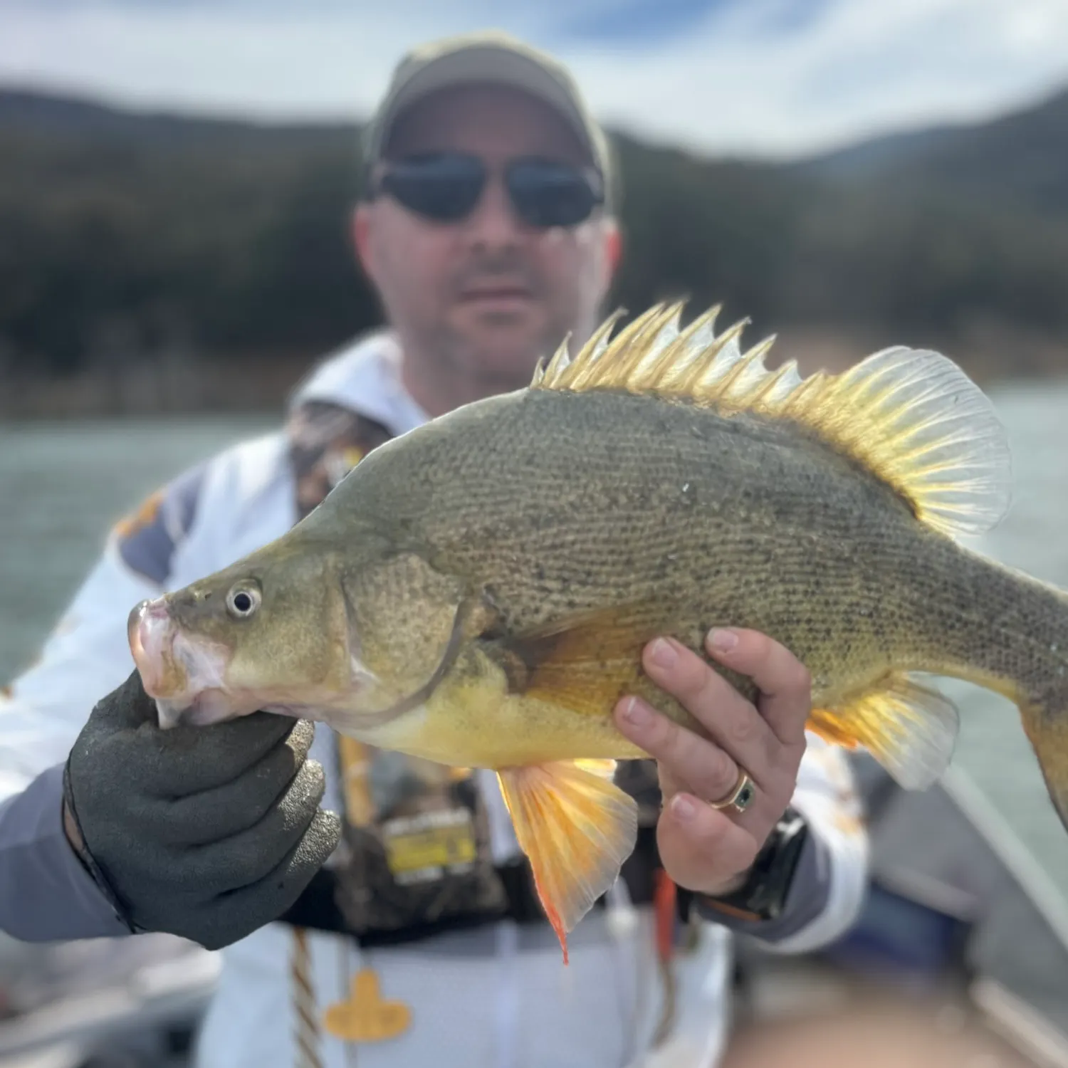 Golden perch caught on Fishbrain