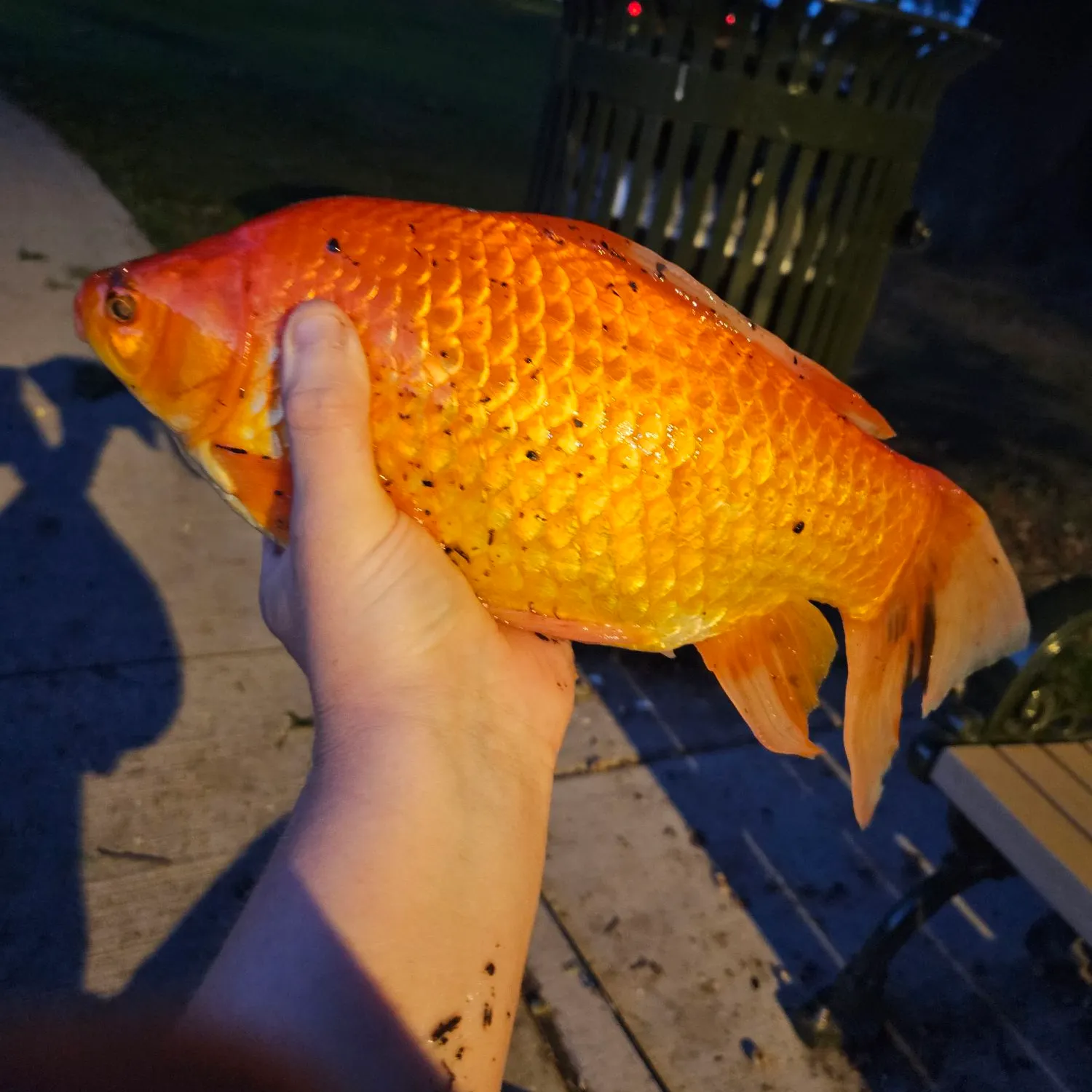 Goldfish caught on Fishbrain