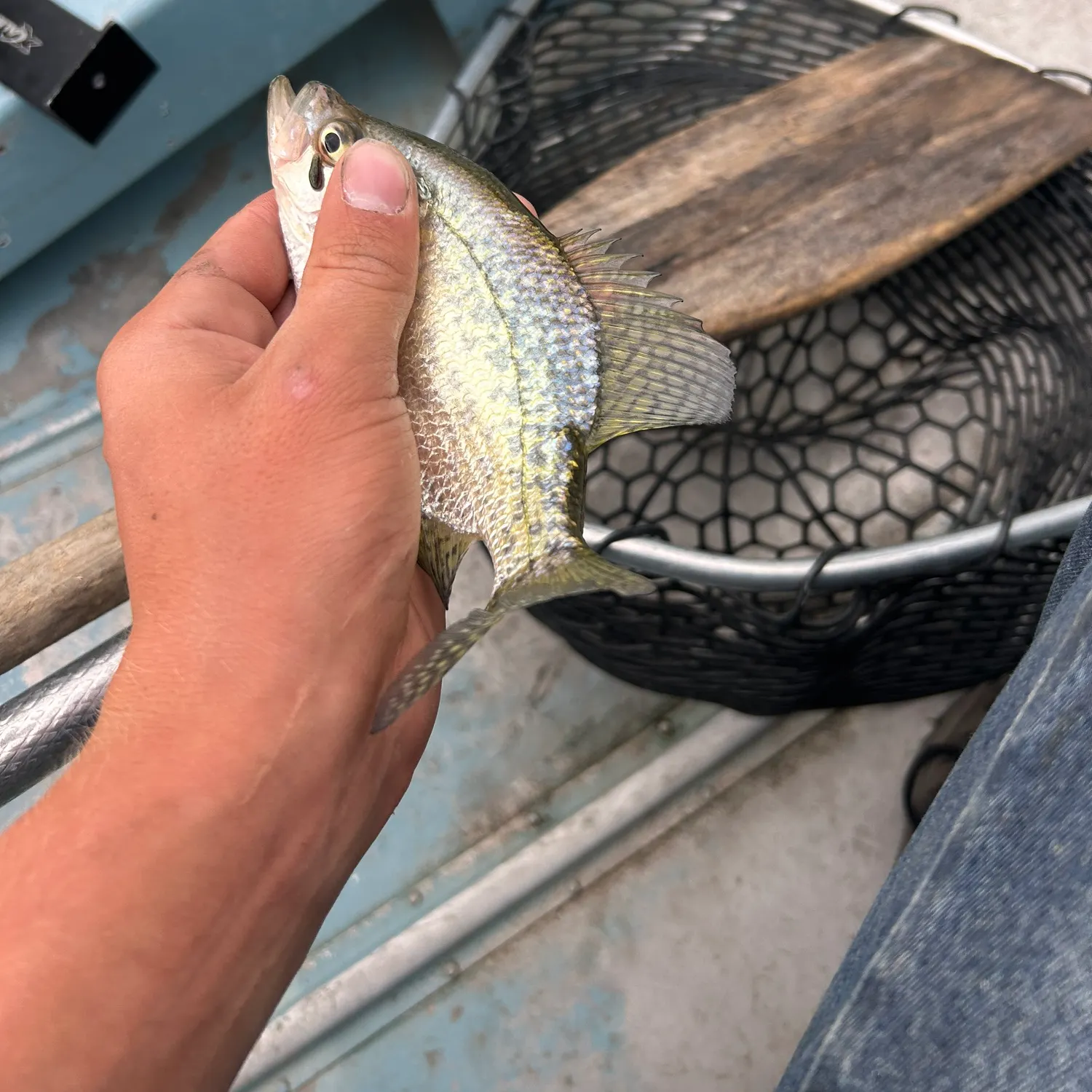 Black crappie caught on Fishbrain