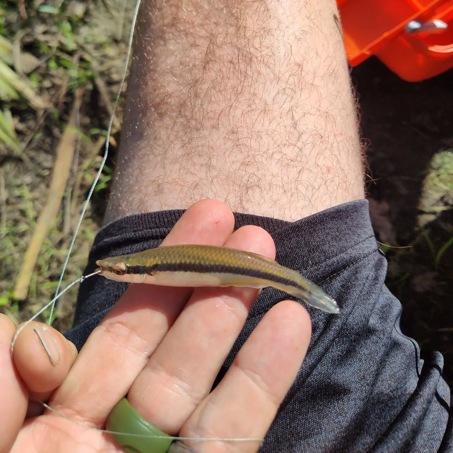 The most recent Blackstripe topminnow catches on Fishbrain