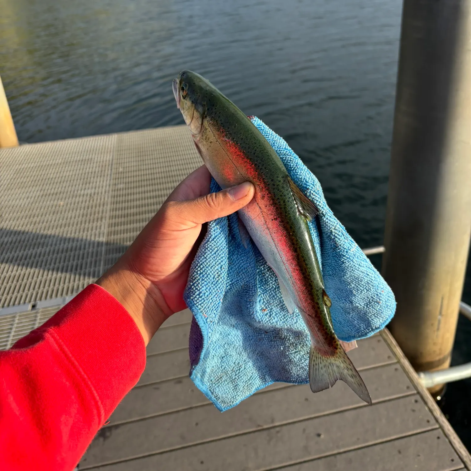Steelhead caught on Fishbrain
