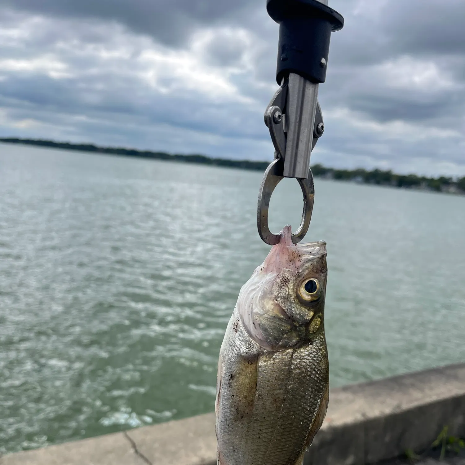 White perch caught on Fishbrain