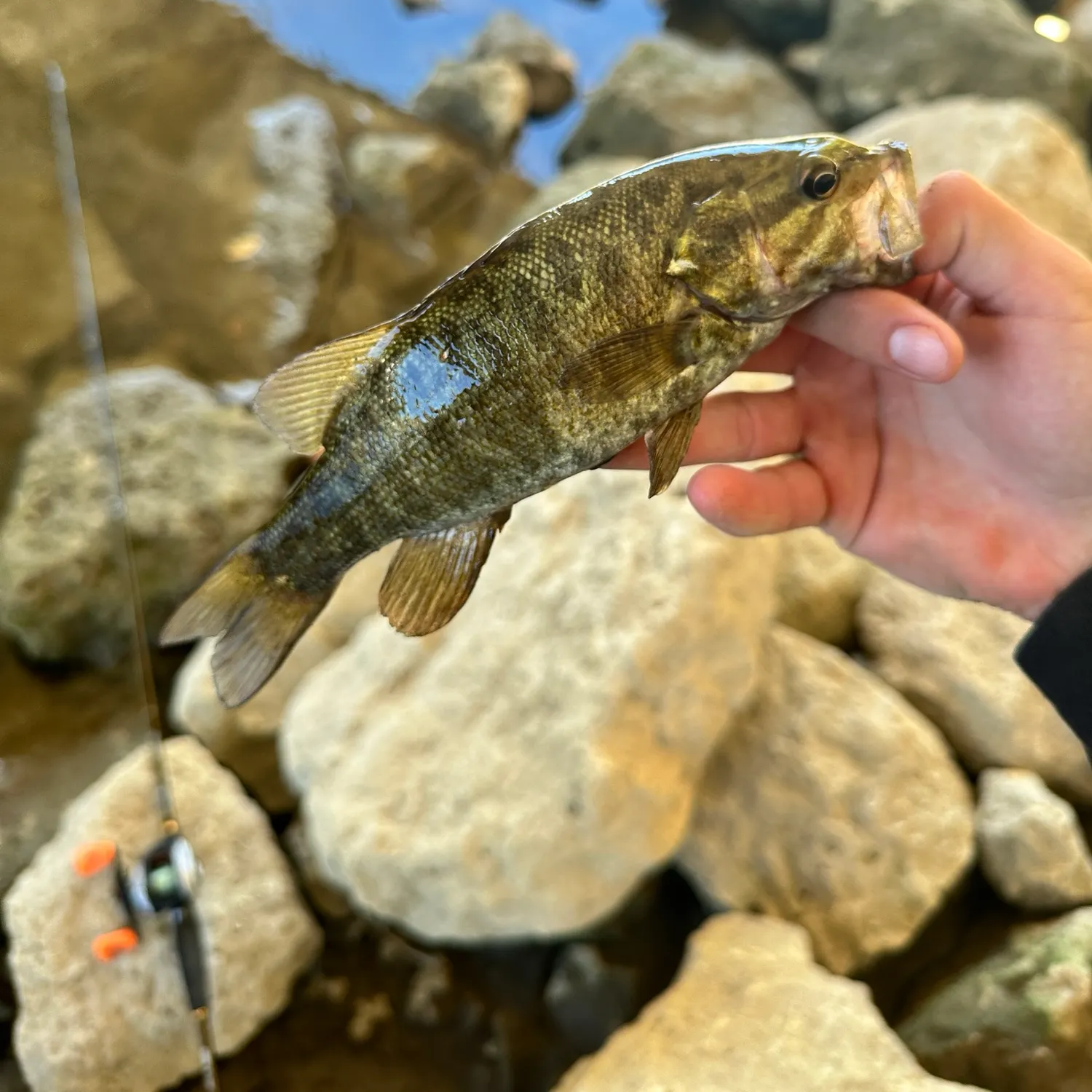 Smallmouth bass caught on Fishbrain