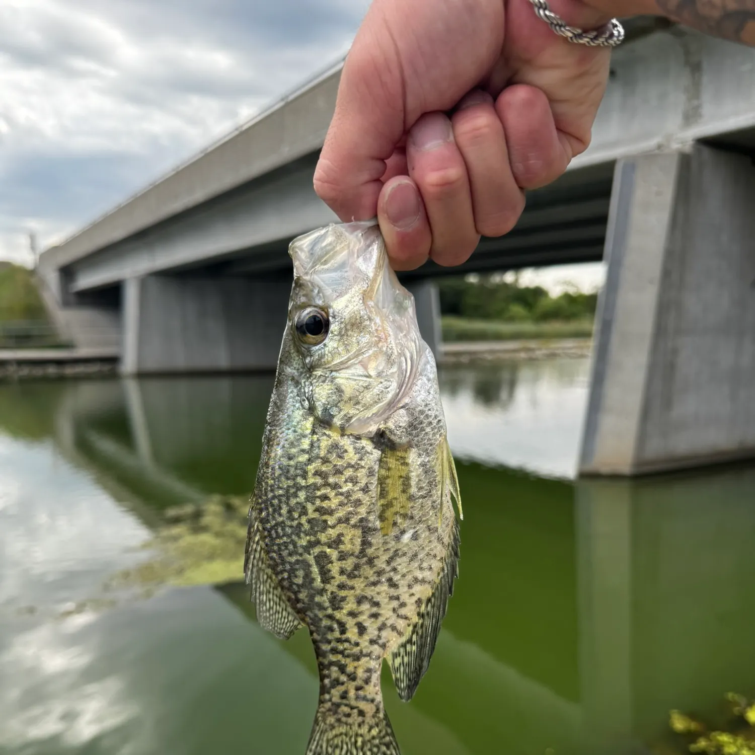 Black crappie caught on Fishbrain