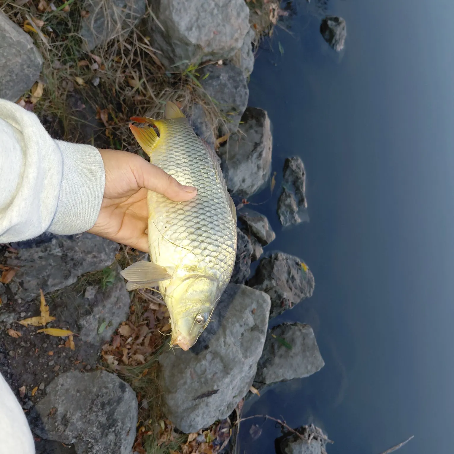 Common carp caught on Fishbrain