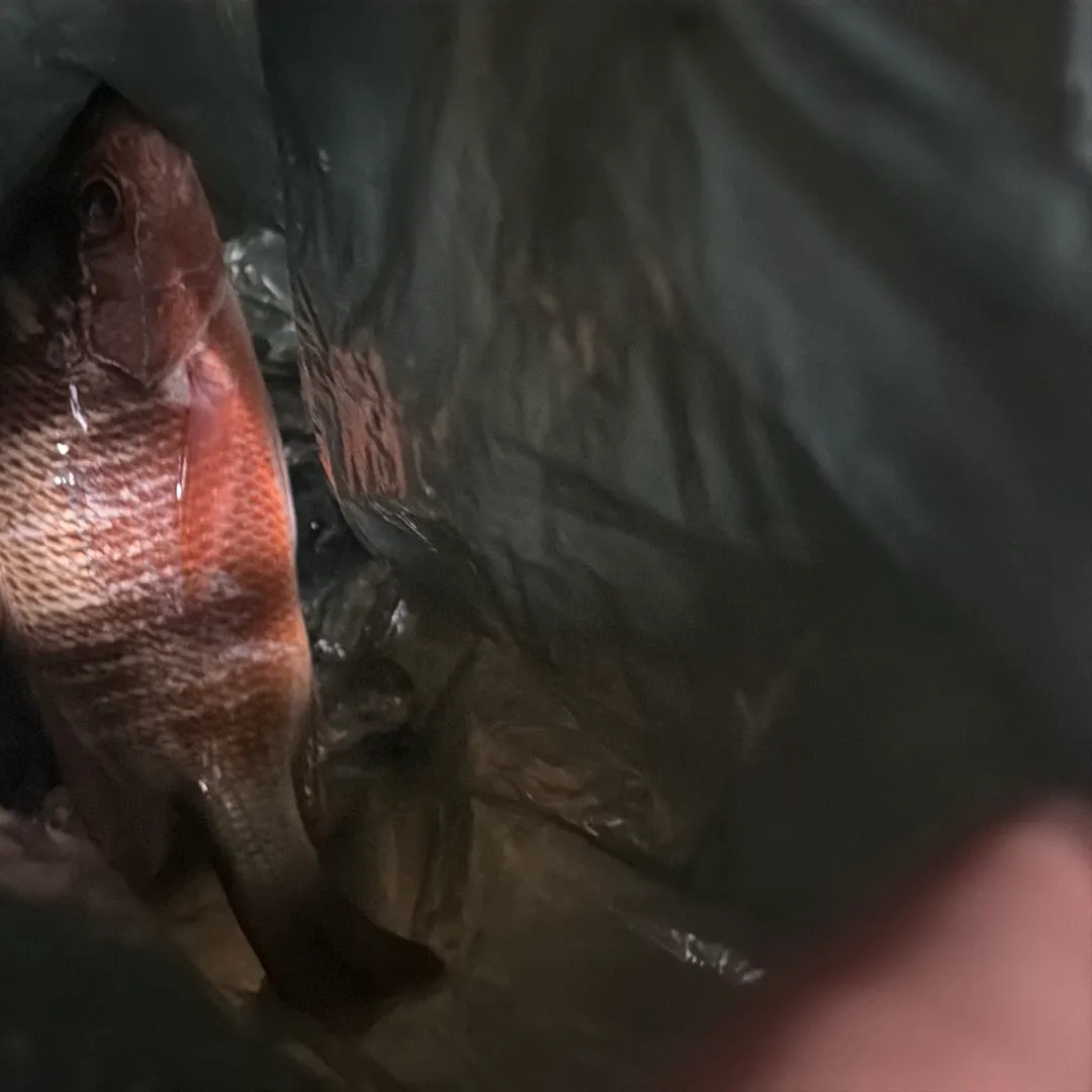 The most recent Redbreast tilapia catches on Fishbrain