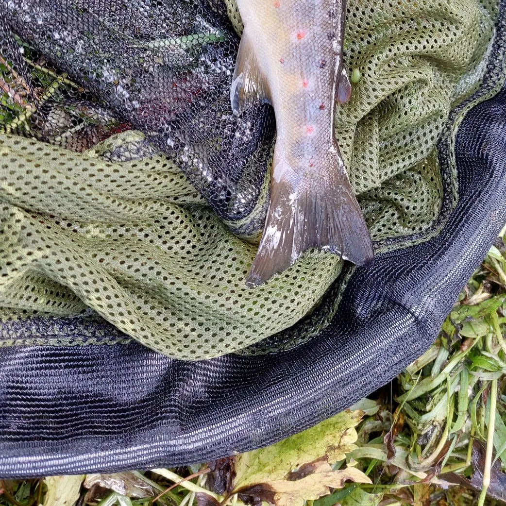 Brown trout caught on Fishbrain