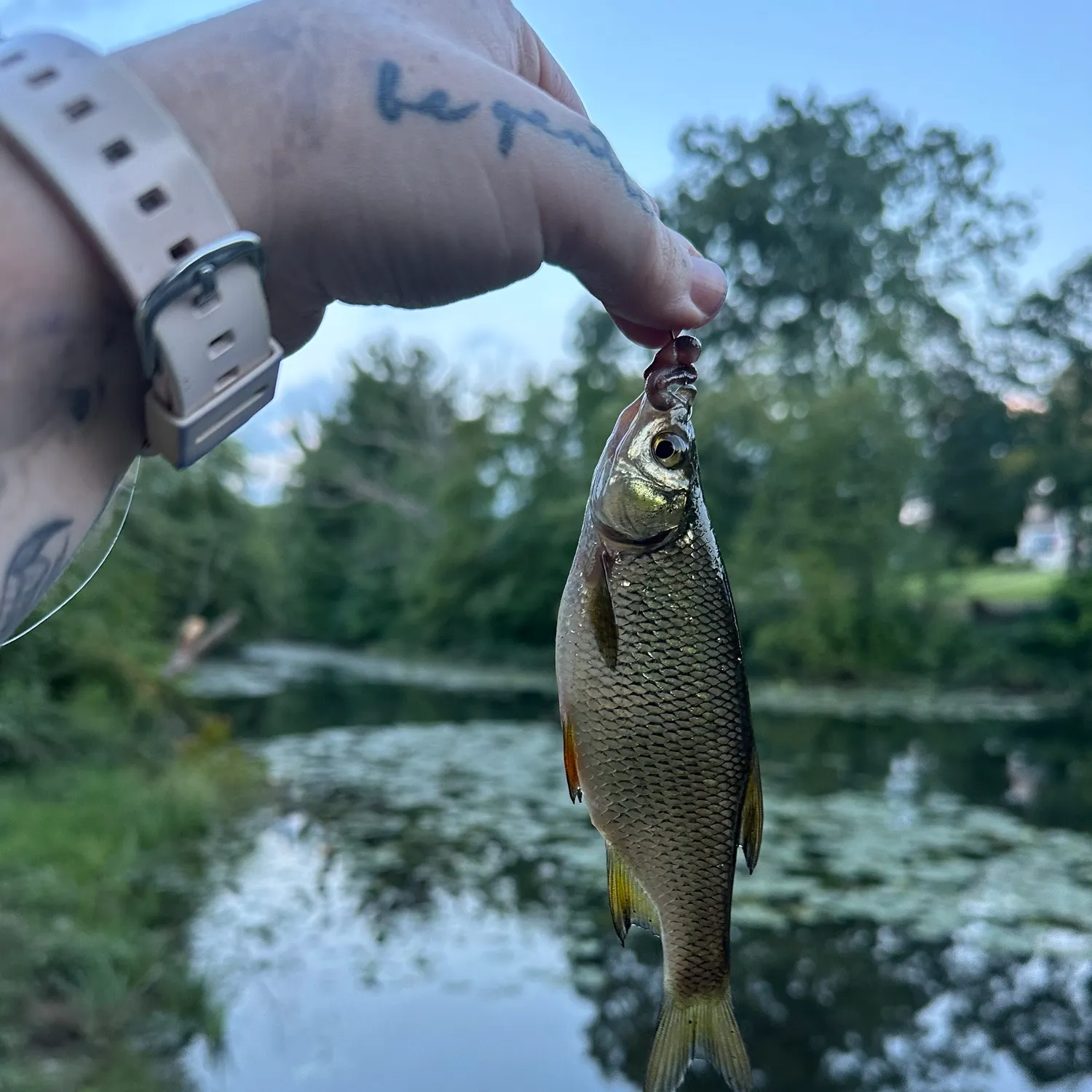 Golden shiner caught on Fishbrain