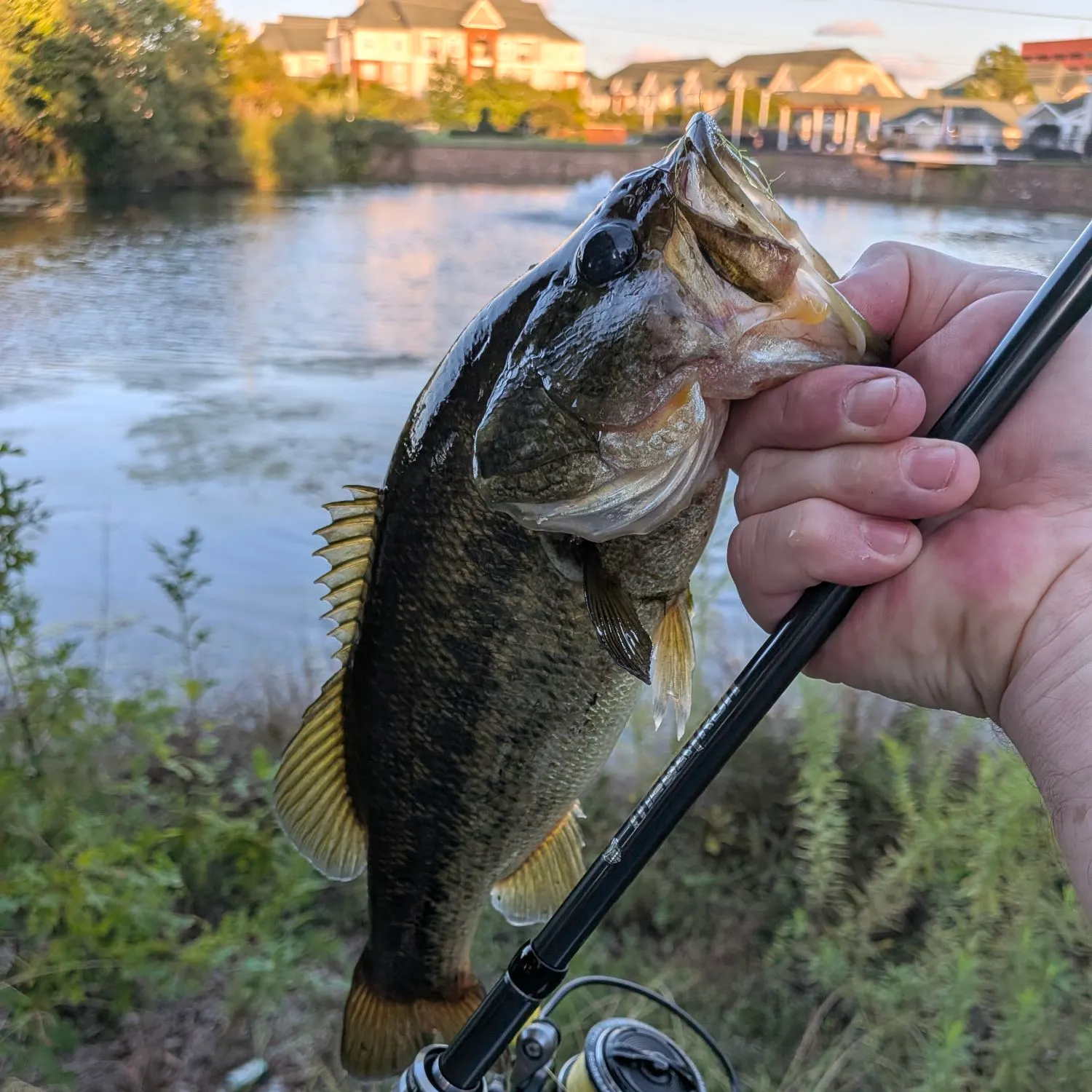Largemouth bass caught on Fishbrain