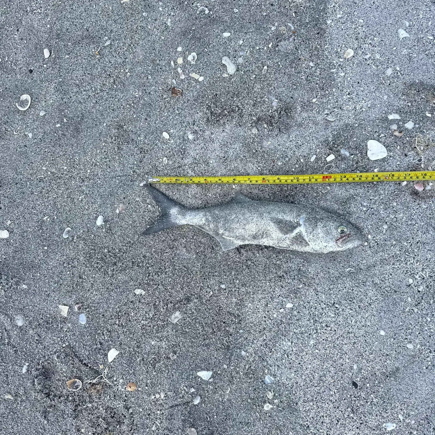 The most recent Blue runner catches on Fishbrain