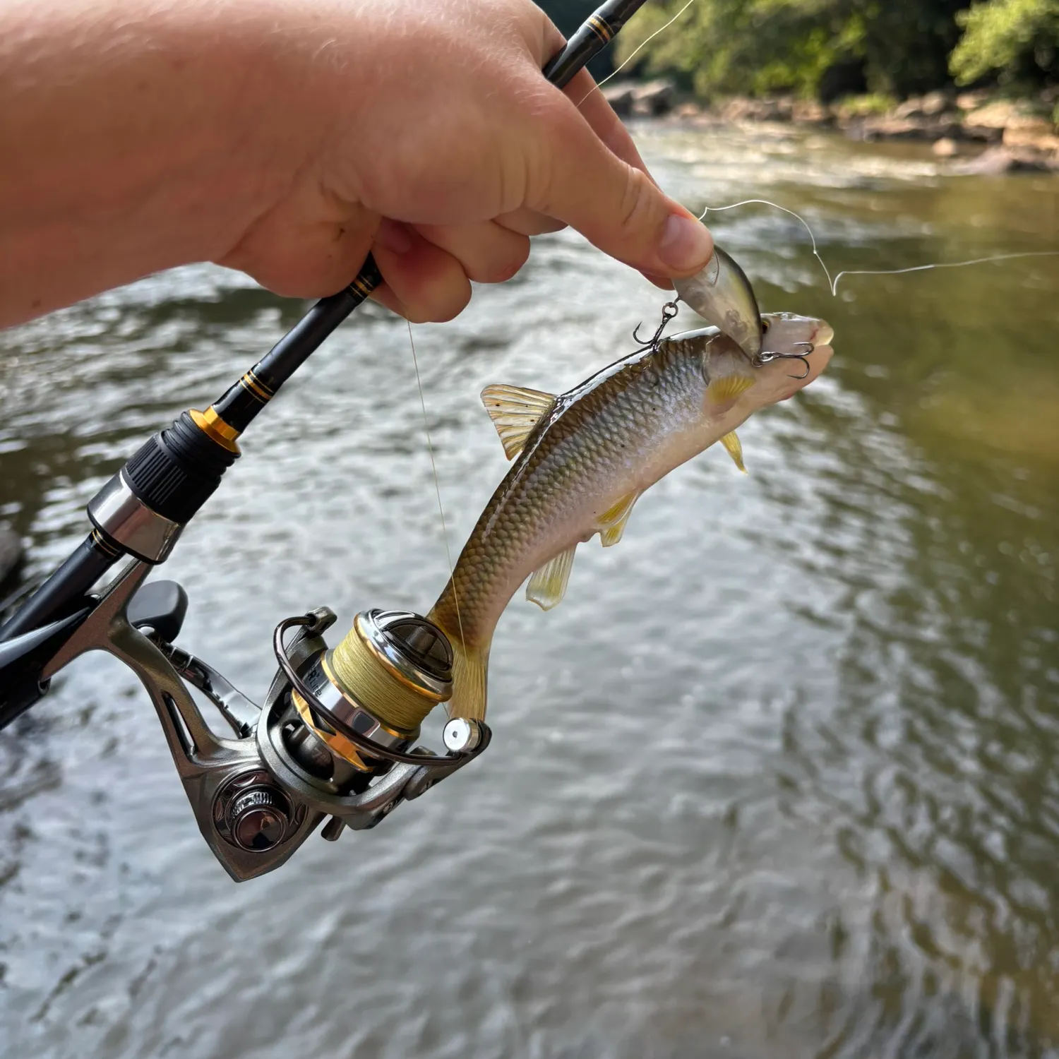 The most recent River chub catches on Fishbrain