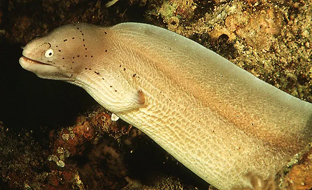 Geometric moray