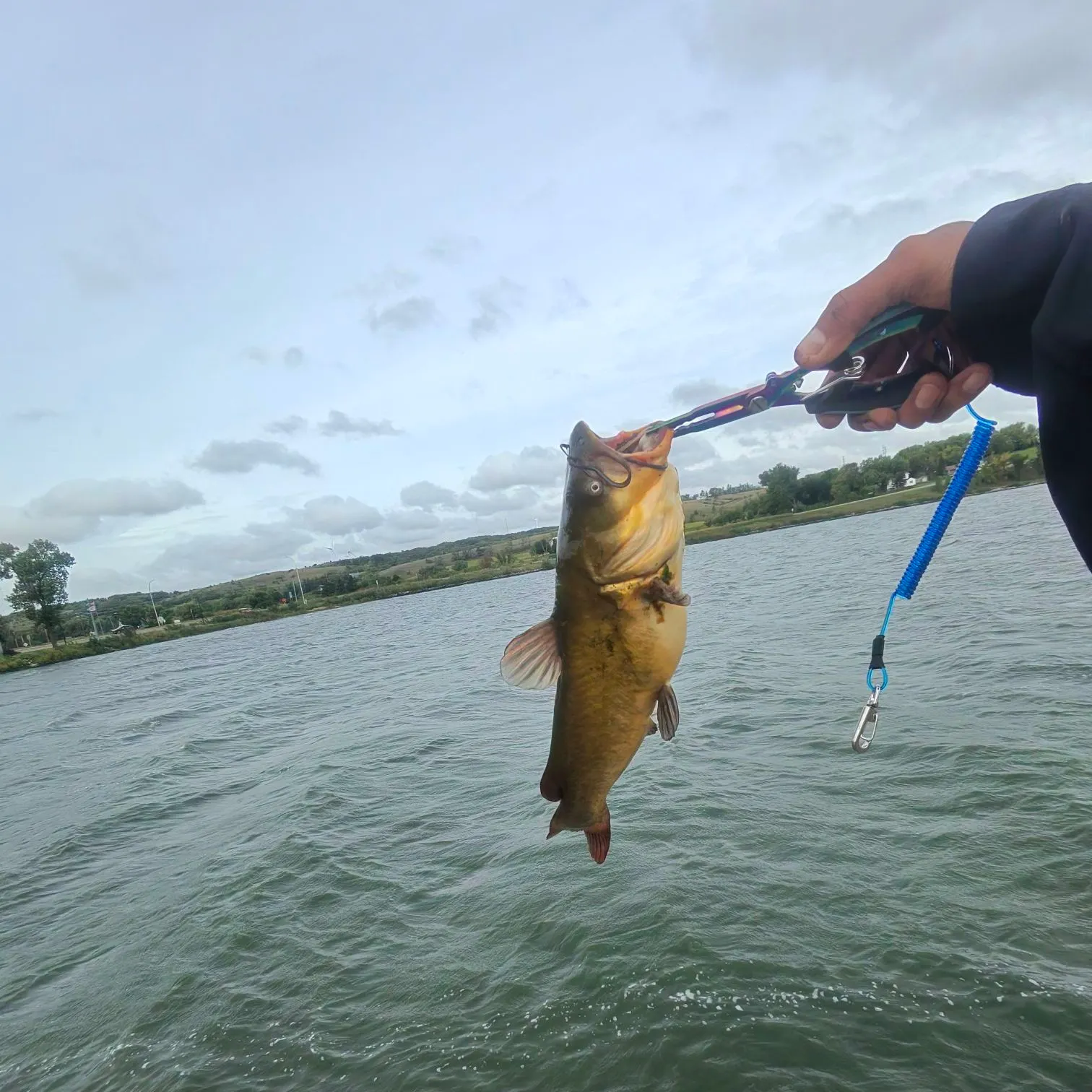 Black bullhead caught on Fishbrain