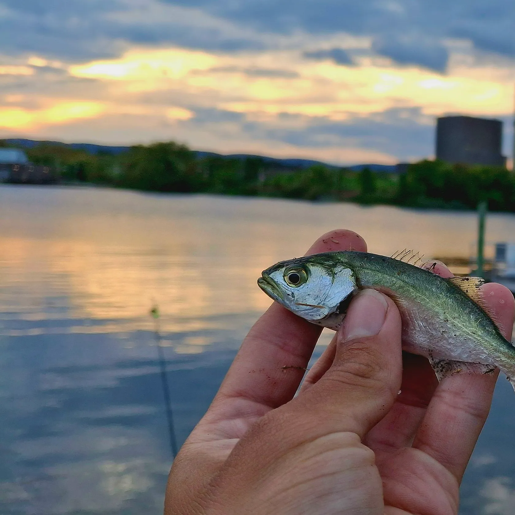 Bluefish caught on Fishbrain