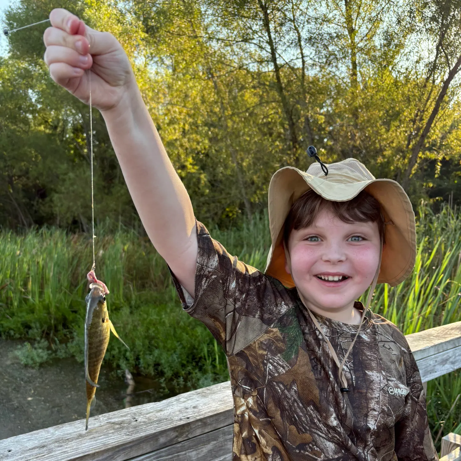Creek chub caught on Fishbrain