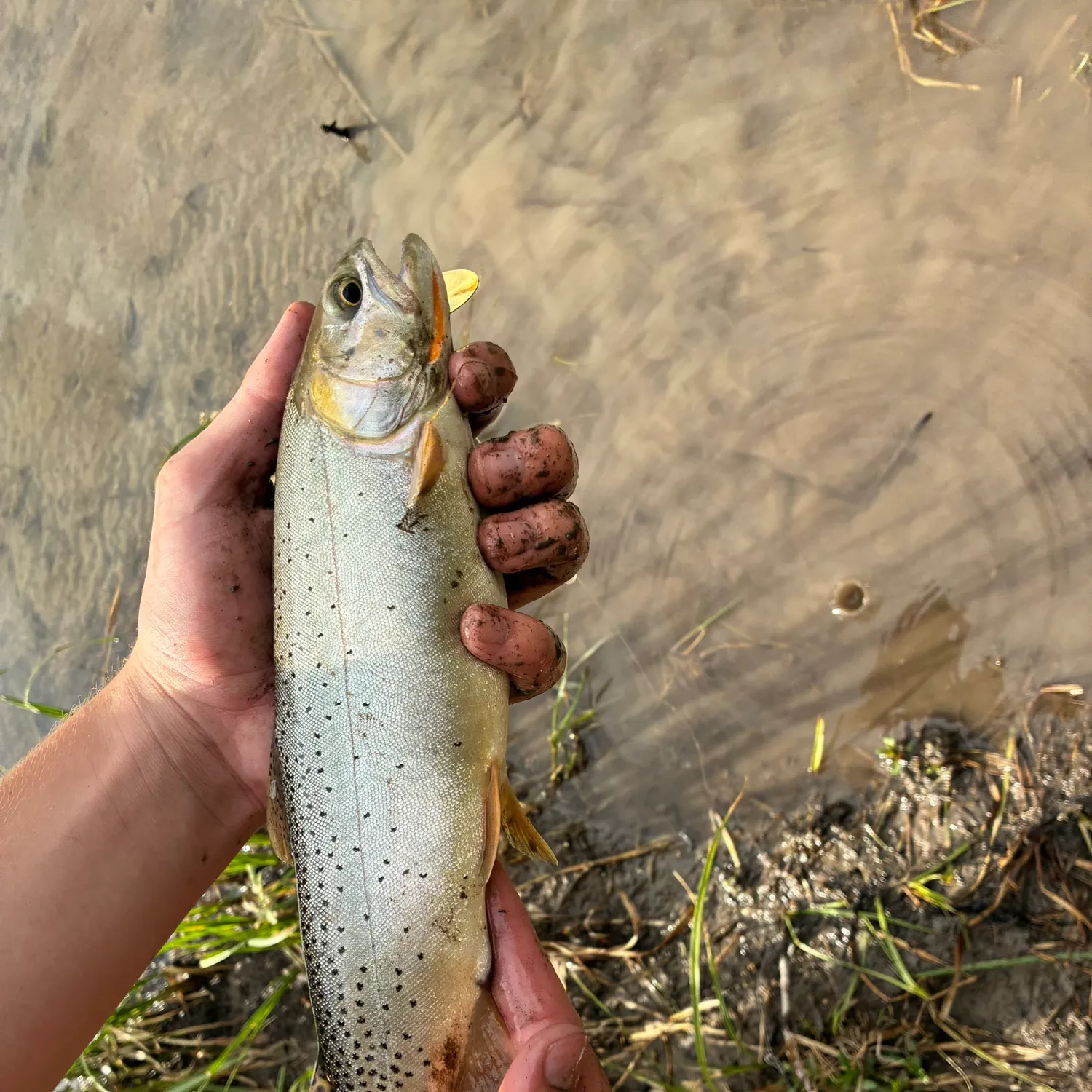 The most recent Yellowstone cutthroat trout catches on Fishbrain