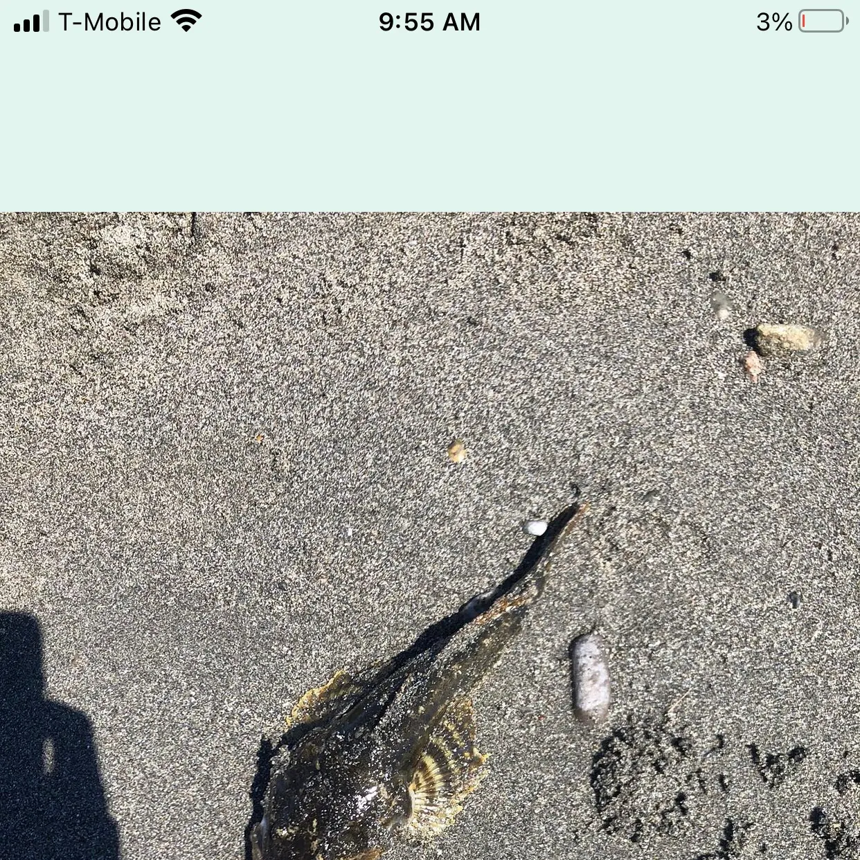 The most recent Spinyhead sculpin catches on Fishbrain