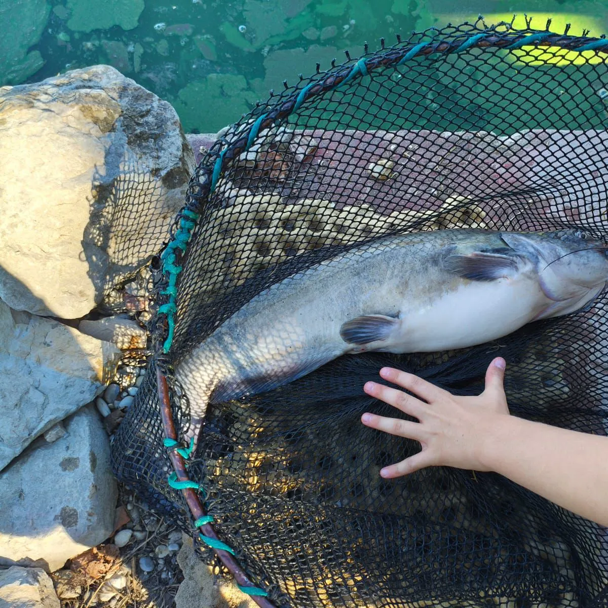 Channel catfish caught on Fishbrain