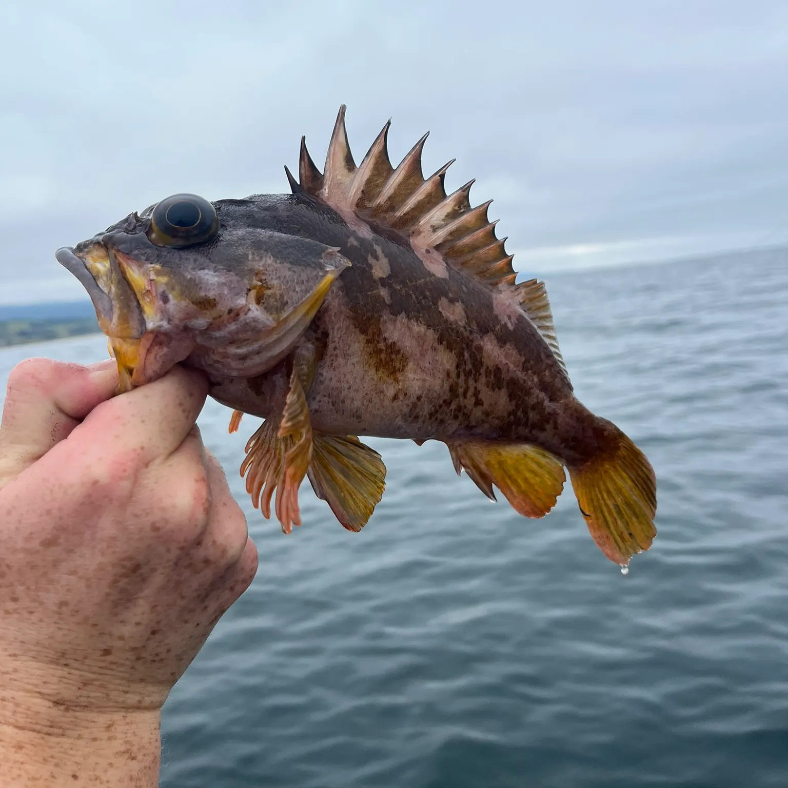 The most recent Gopher rockfish catches on Fishbrain