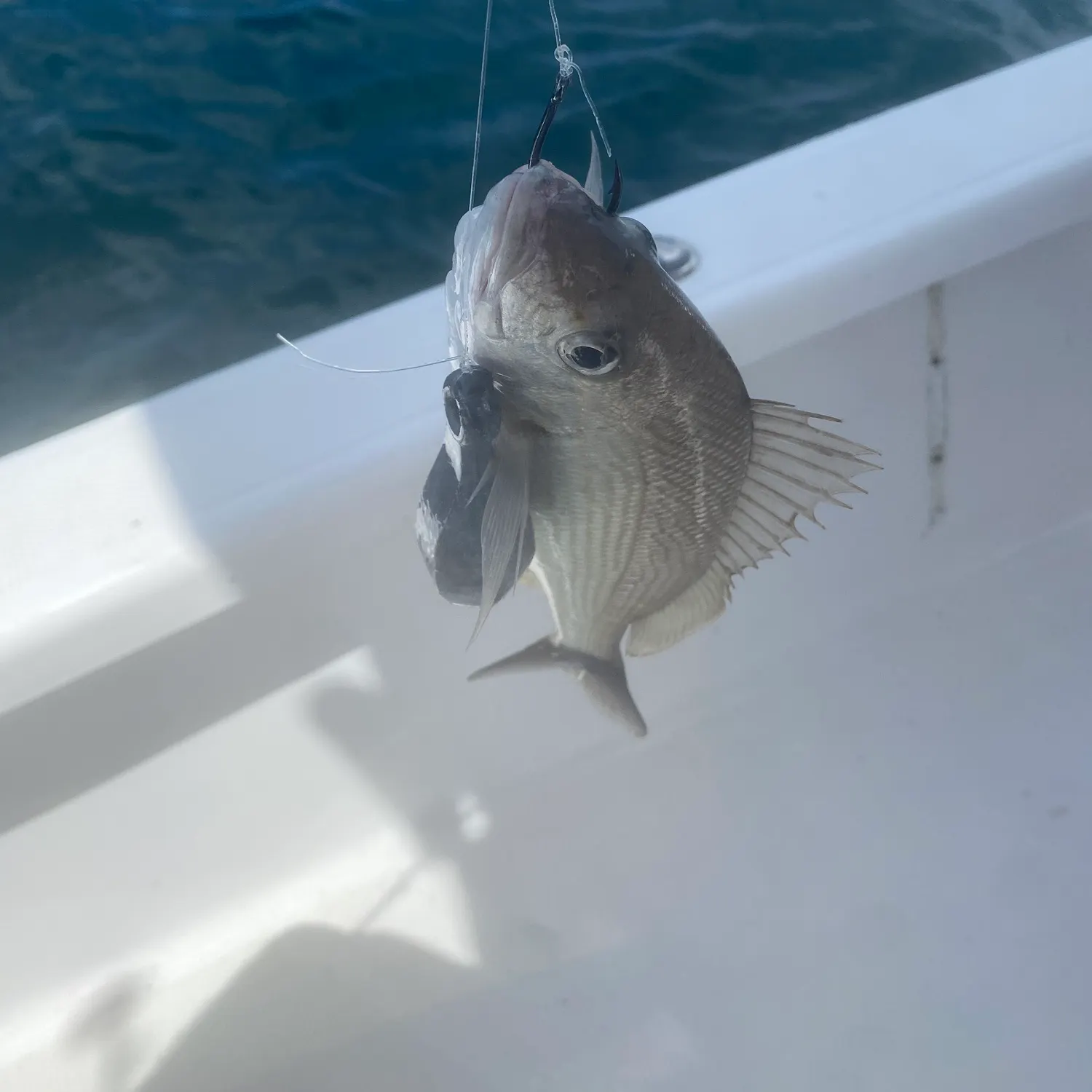 Atlantic croaker caught on Fishbrain
