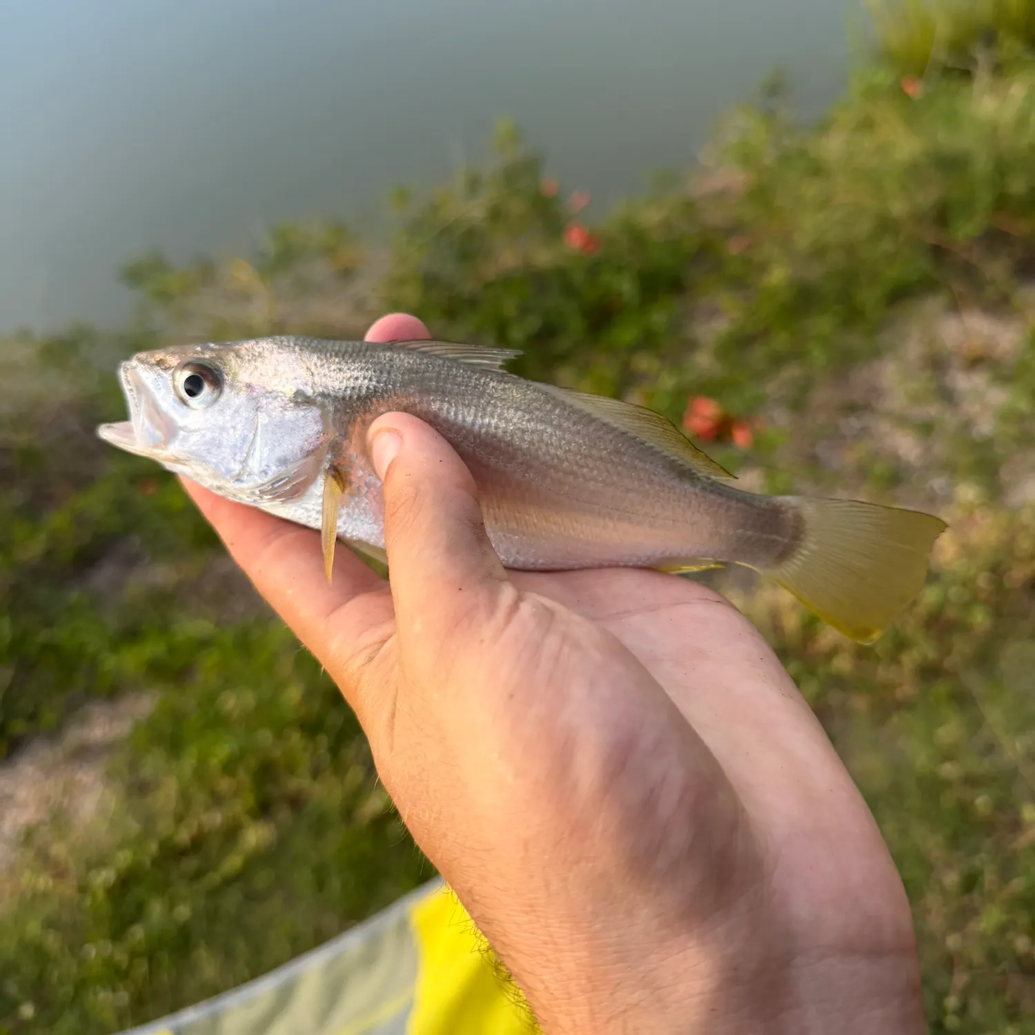 Silver perch caught on Fishbrain